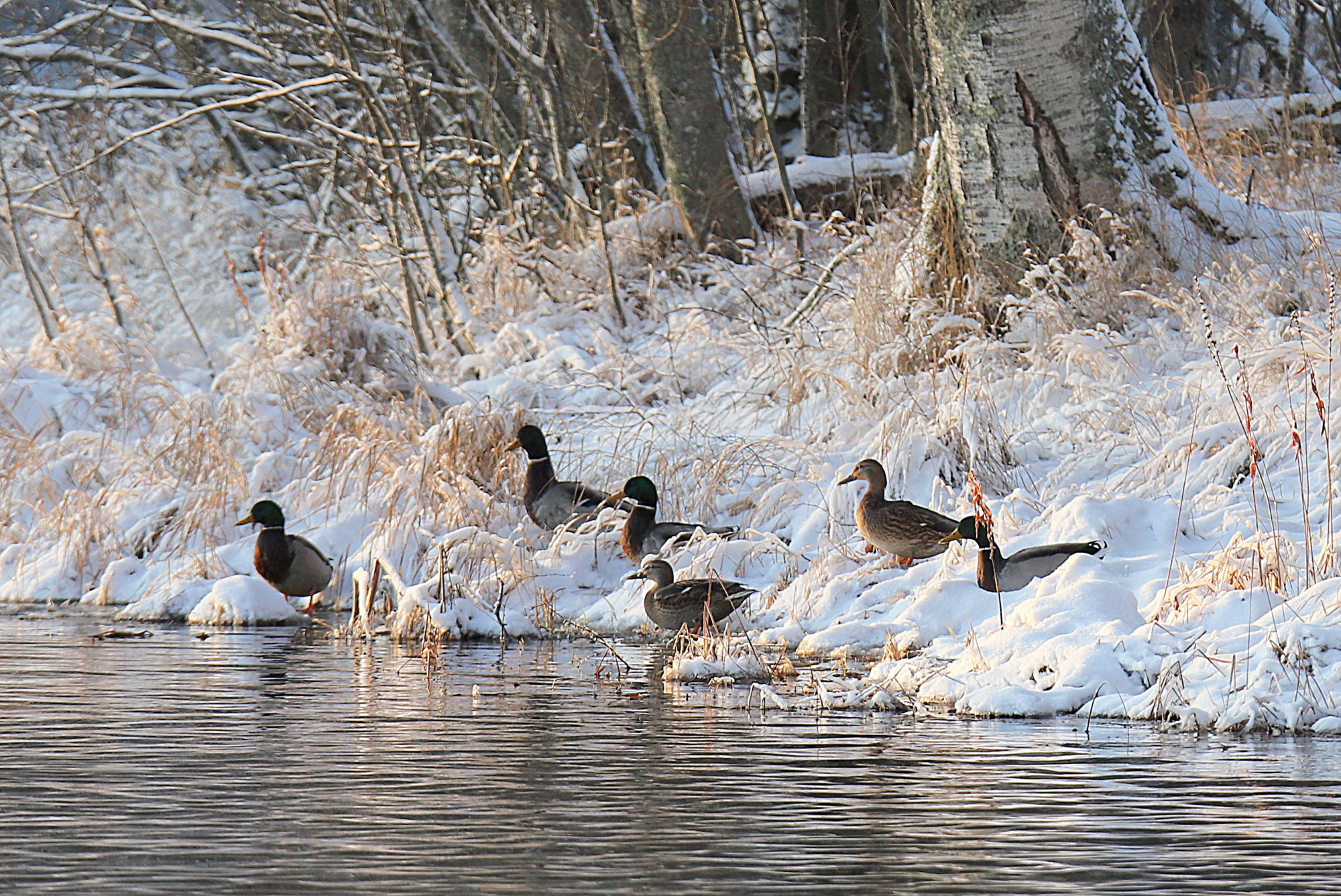 Valokuvaaja: sirpa jyske