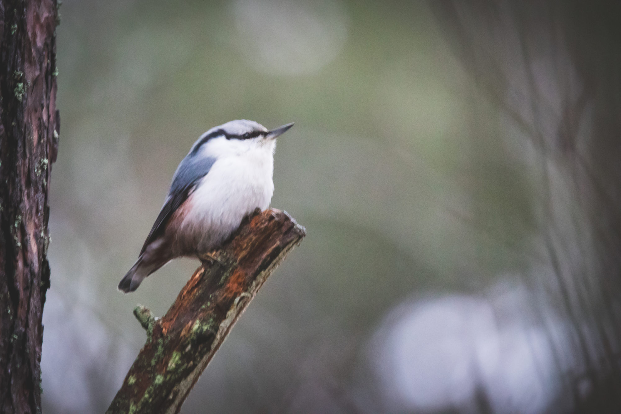 Valokuvaaja: Kristiina Korjonen-Kuusipuro