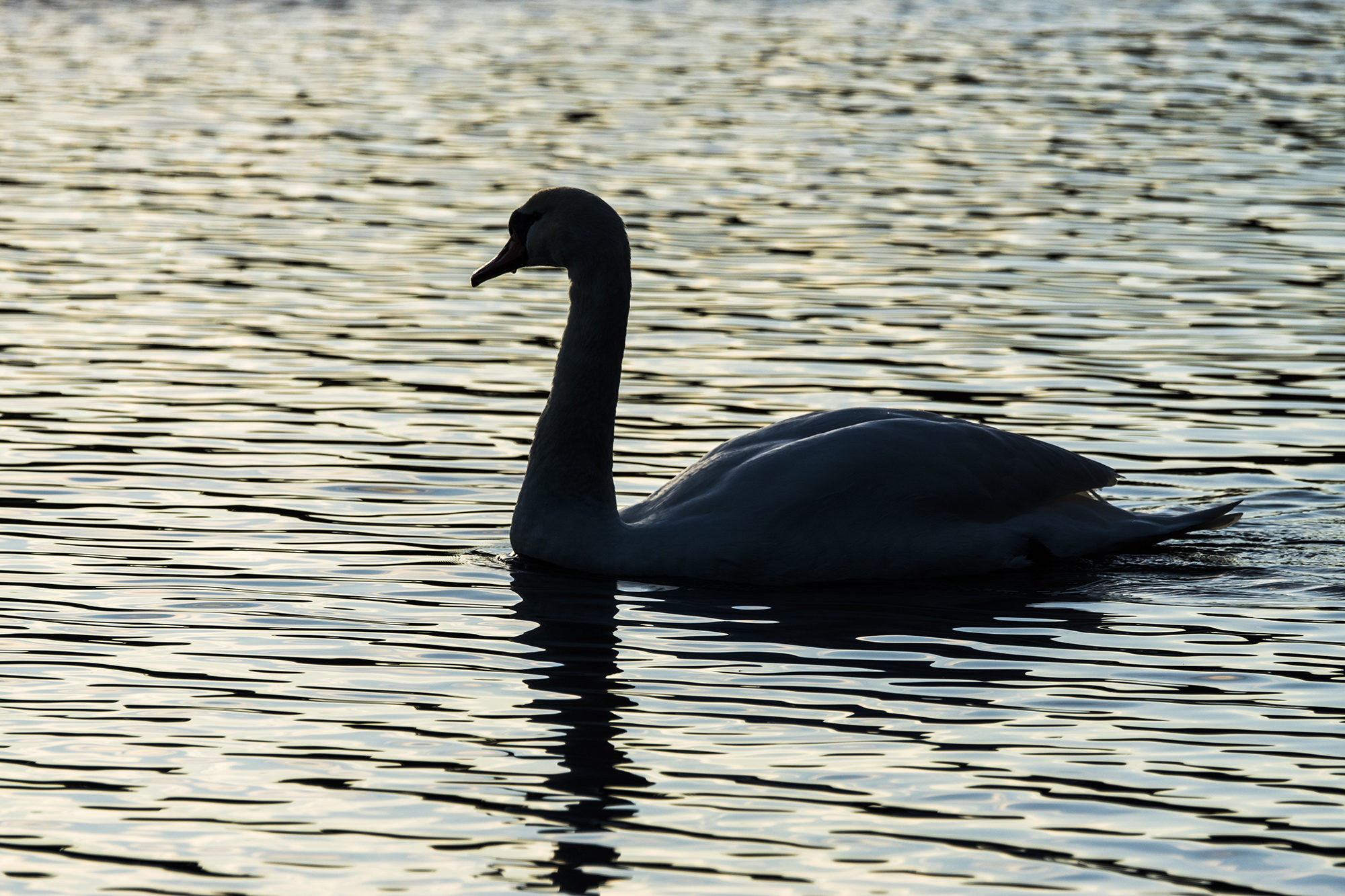 Valokuvaaja: Ivan Wistuba