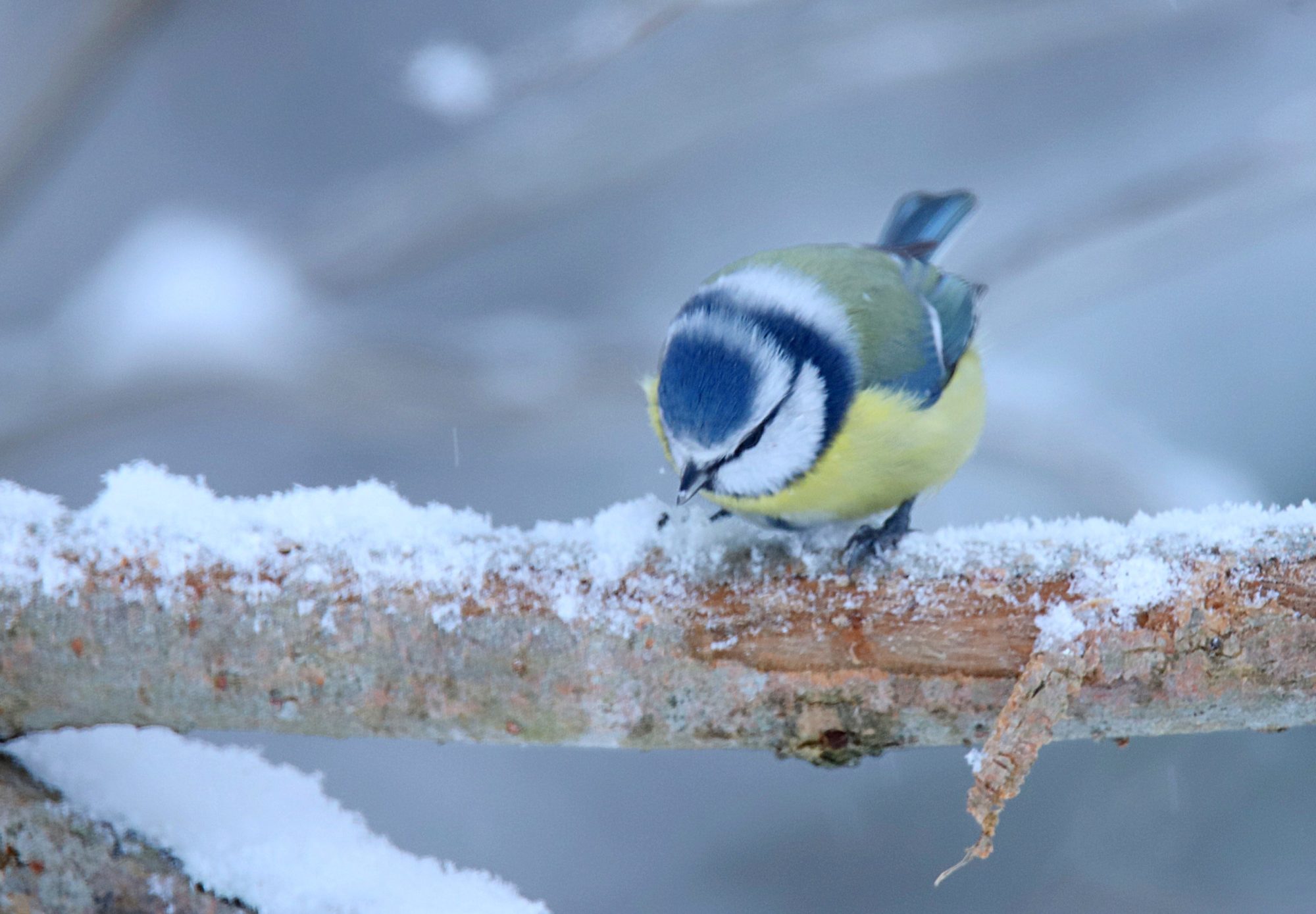 Valokuvaaja: sirpa jyske