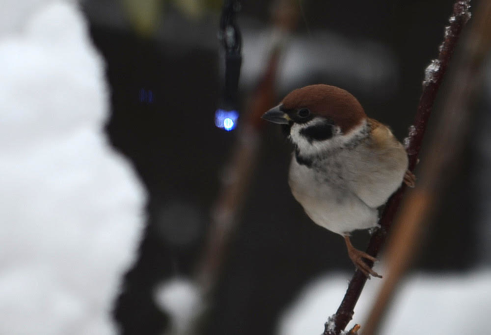 Valokuvaaja: Jouko Varonen