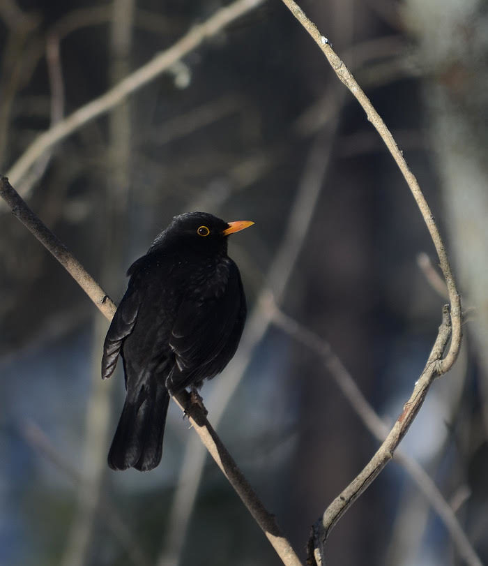 Valokuvaaja: Jouko Varonen Valokuvaaja: Jouko Varonen
