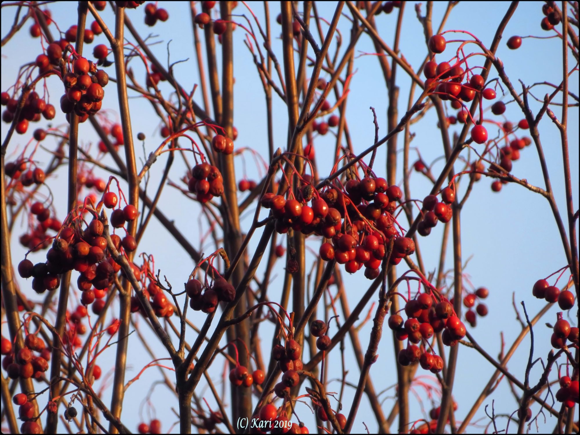 Valokuvaaja: Kari Saarinen