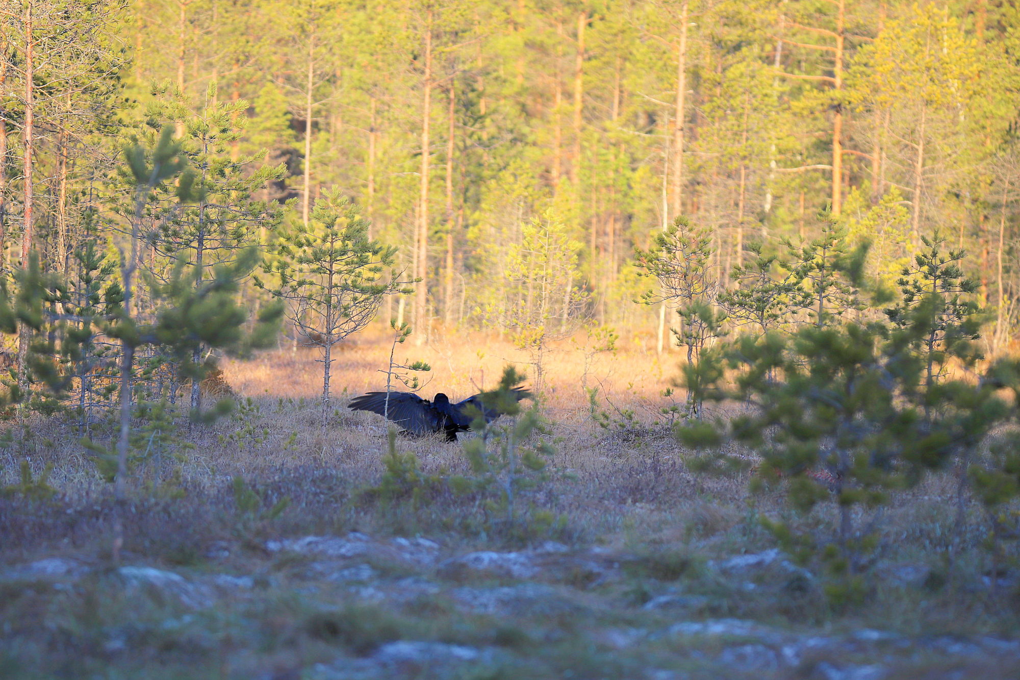 Valokuvaaja: sirpa jyske Valokuvaaja: sirpa jyske
