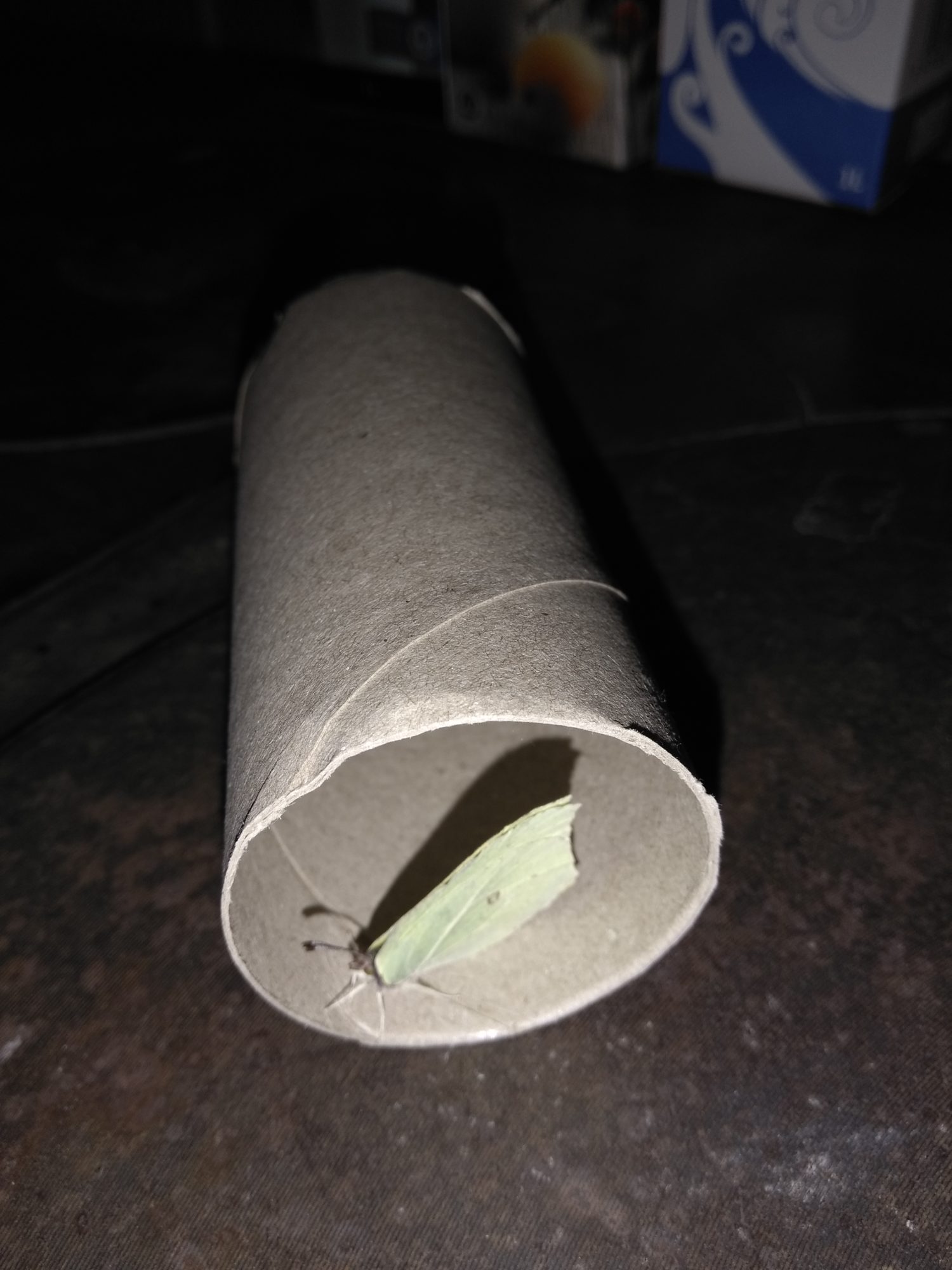 Valokuvaaja: Tiina Laakkonen