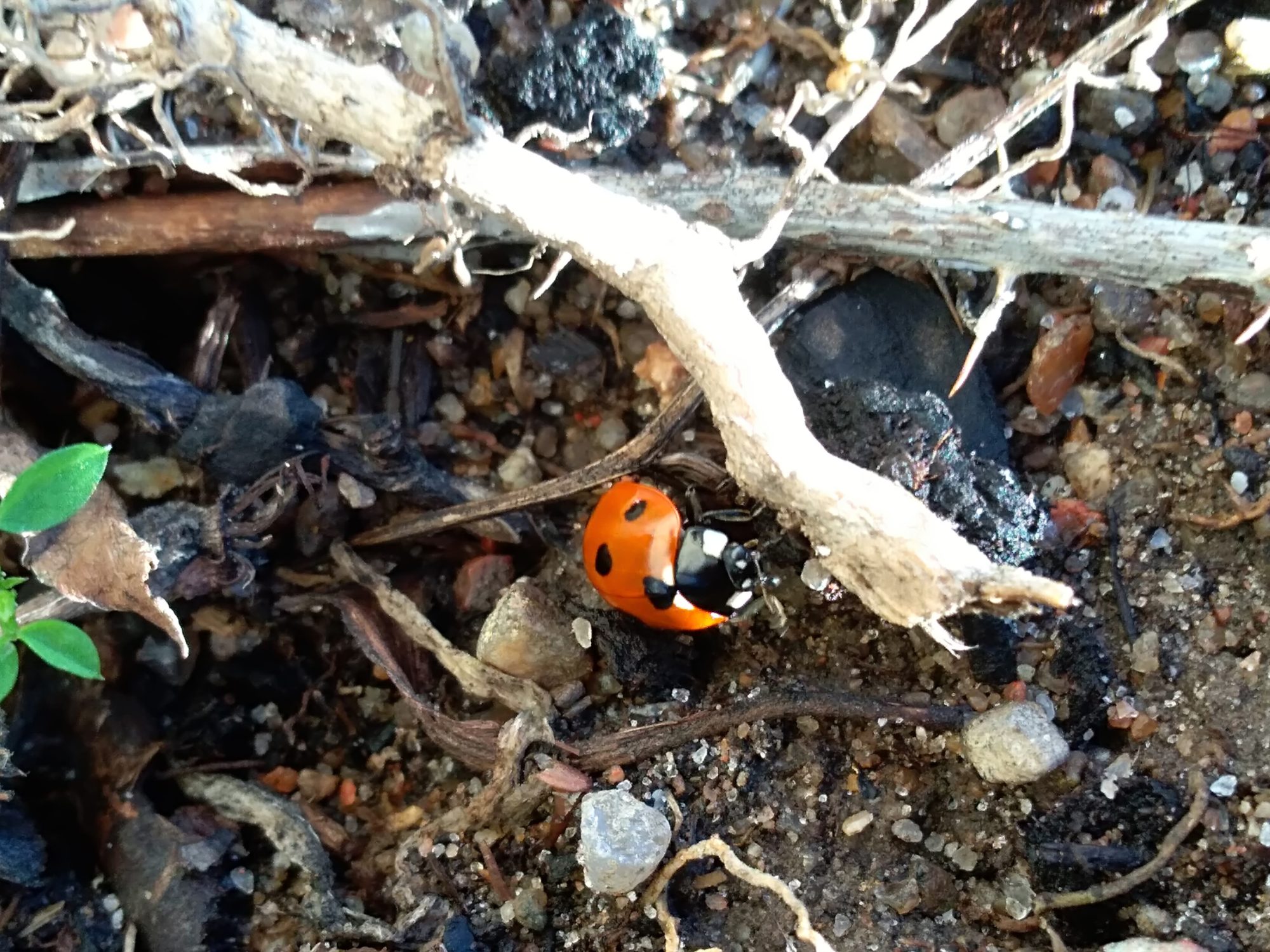 Valokuvaaja: Marianne Umborg