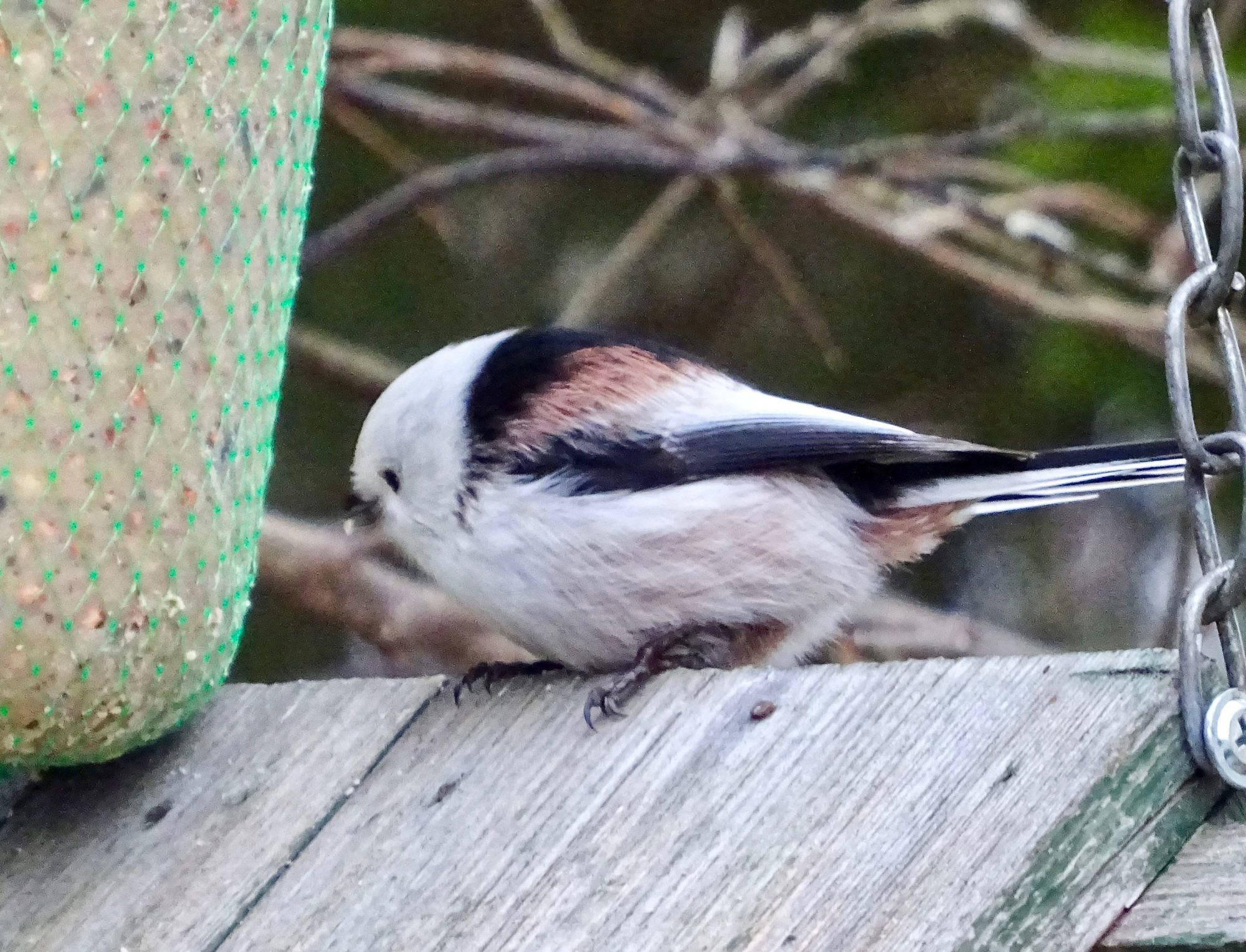 Valokuvaaja: Liisa Niiva-Korpela