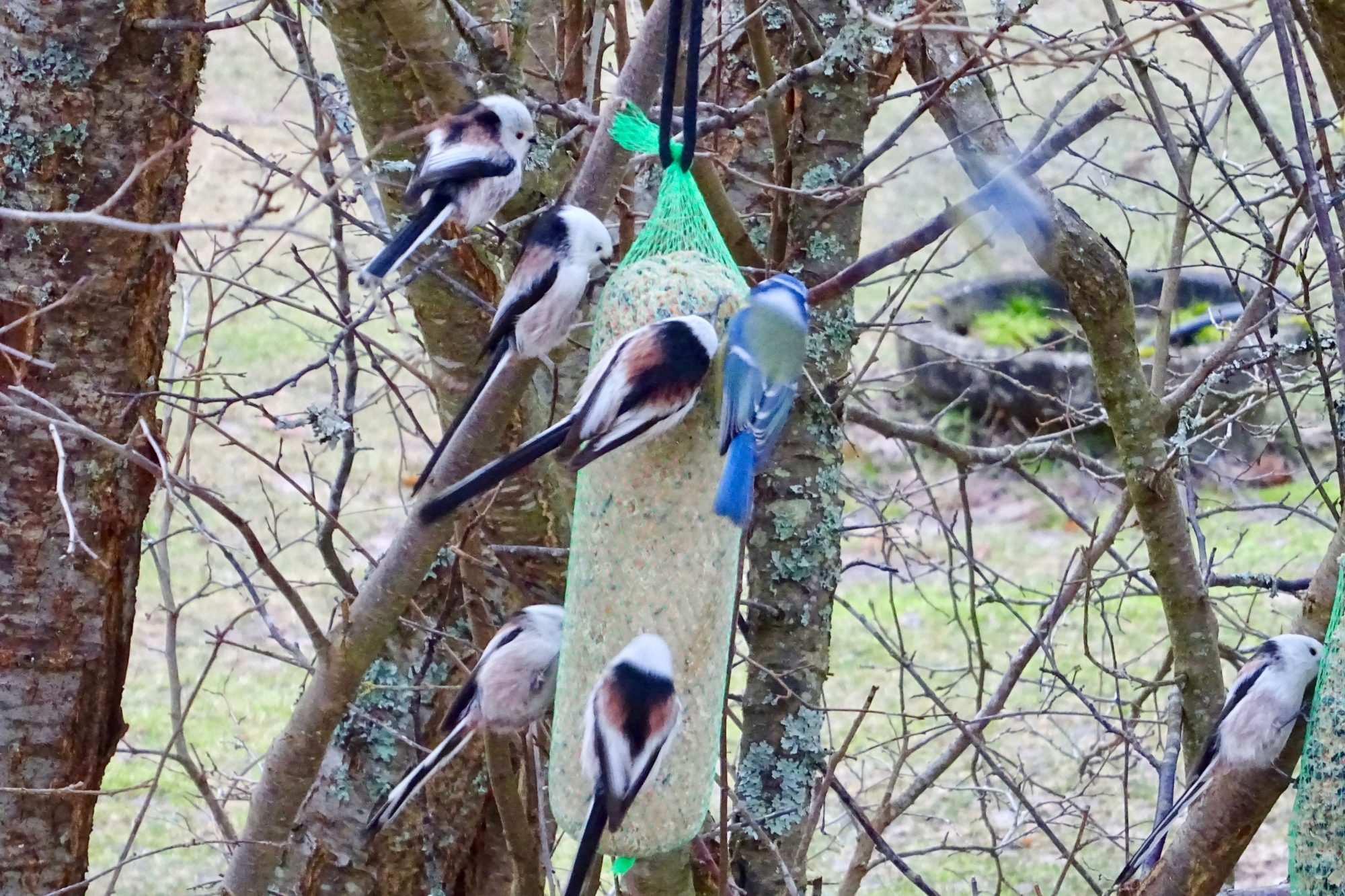 Valokuvaaja: Liisa Niiva-Korpela