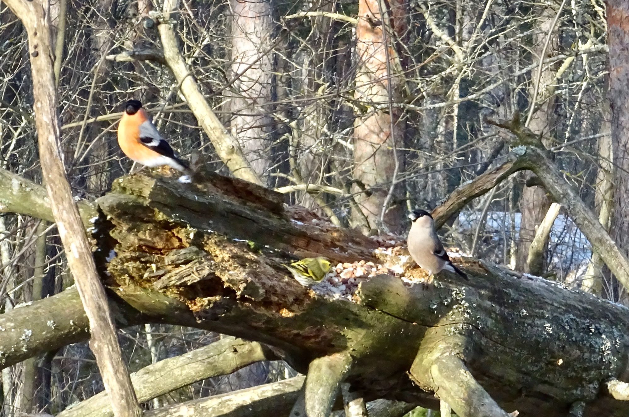 Valokuvaaja: Liisa Niiva-Korpela