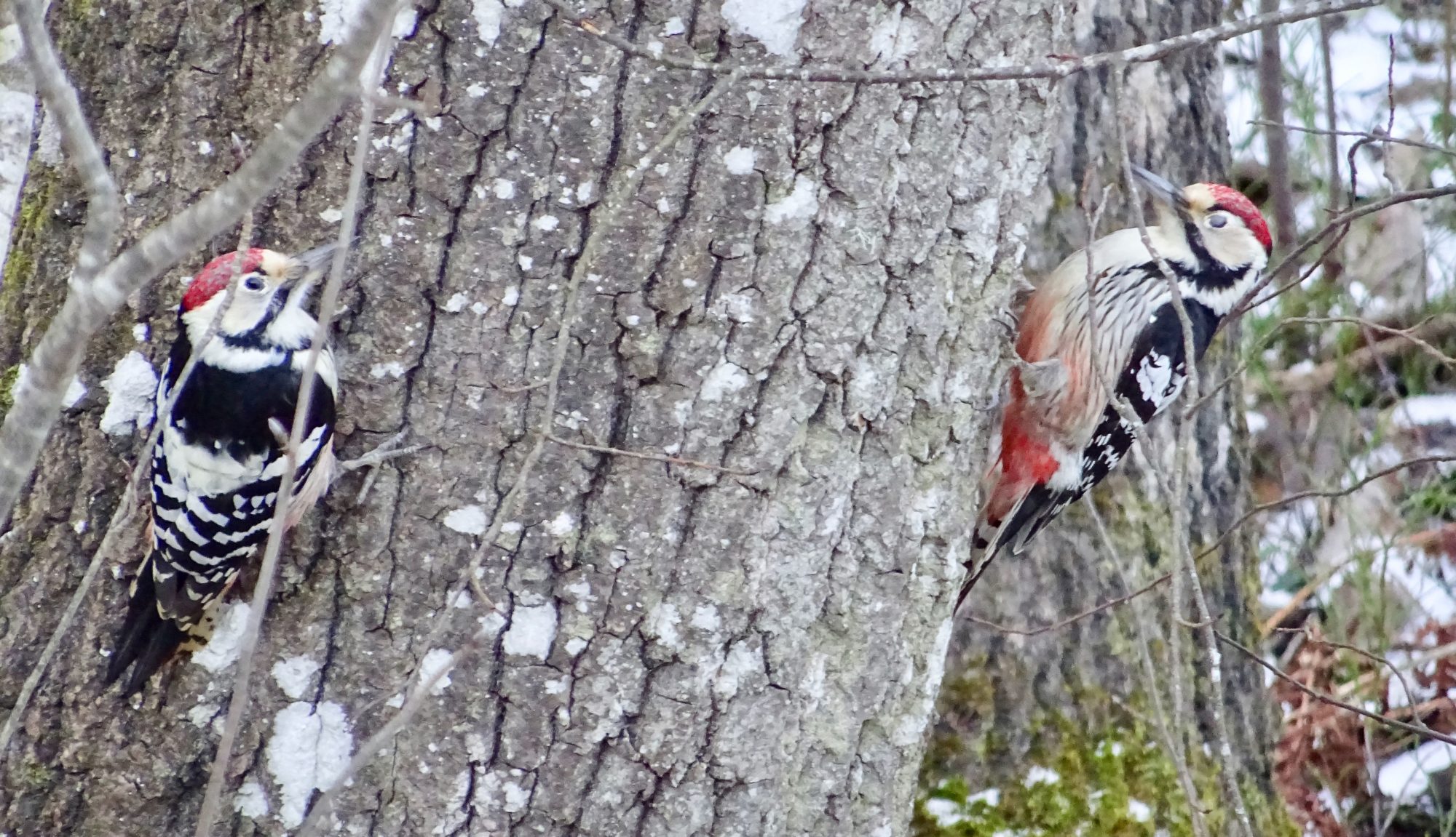 Valokuvaaja: Liisa Niiva-Korpela Valokuvaaja: Liisa Niiva-Korpela
