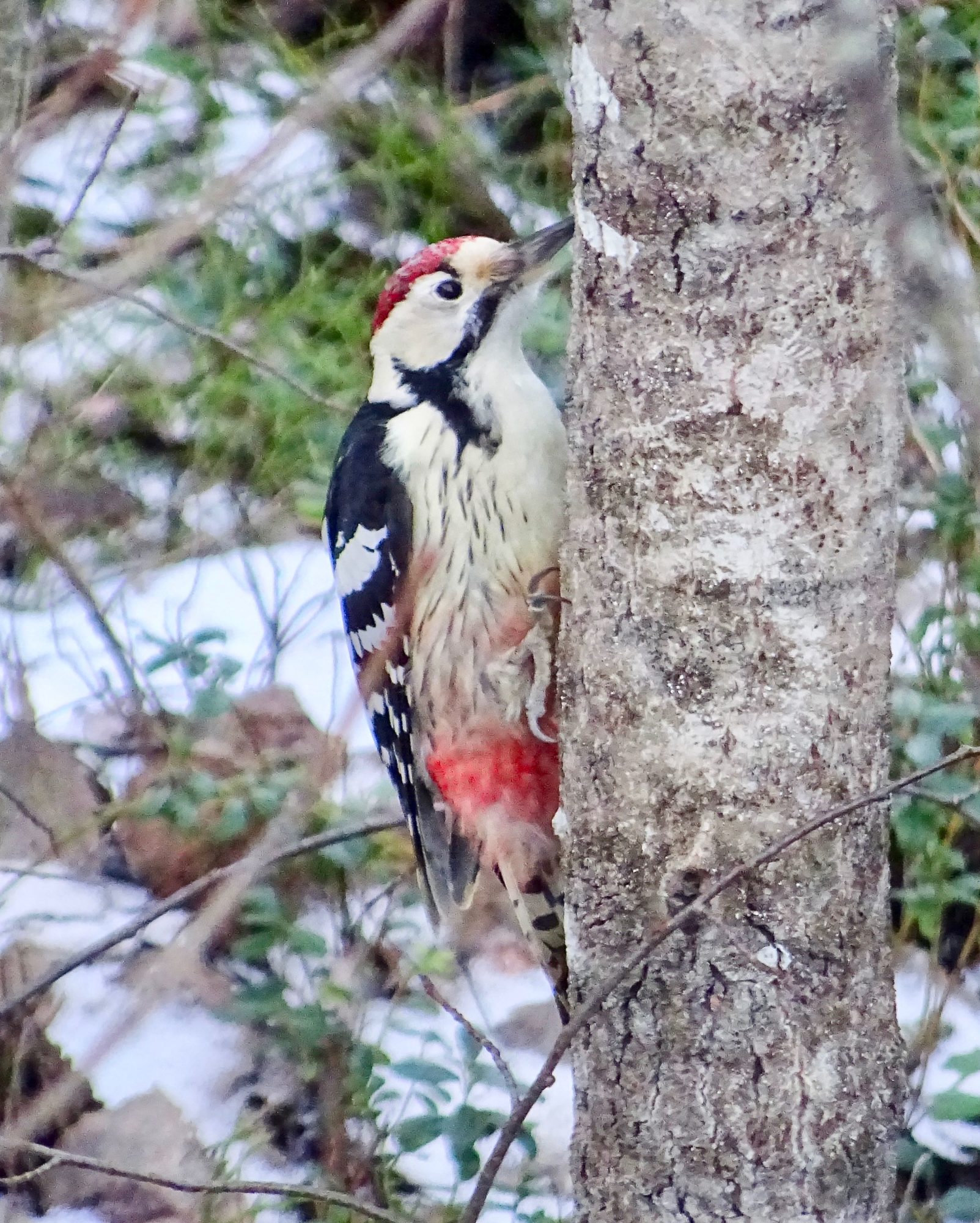 Valokuvaaja: Liisa Niiva-Korpela