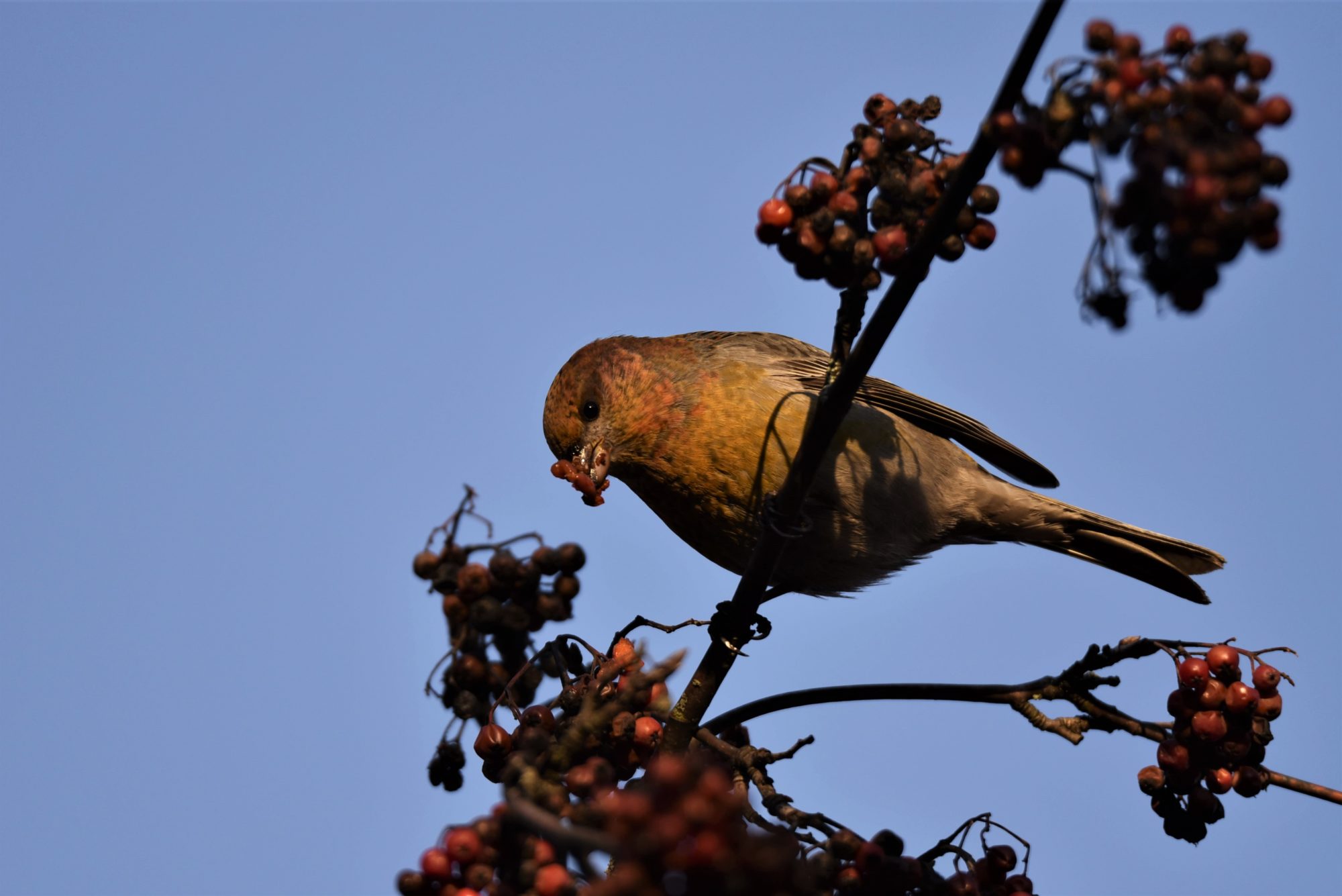 Valokuvaaja: Maarit Siitonen