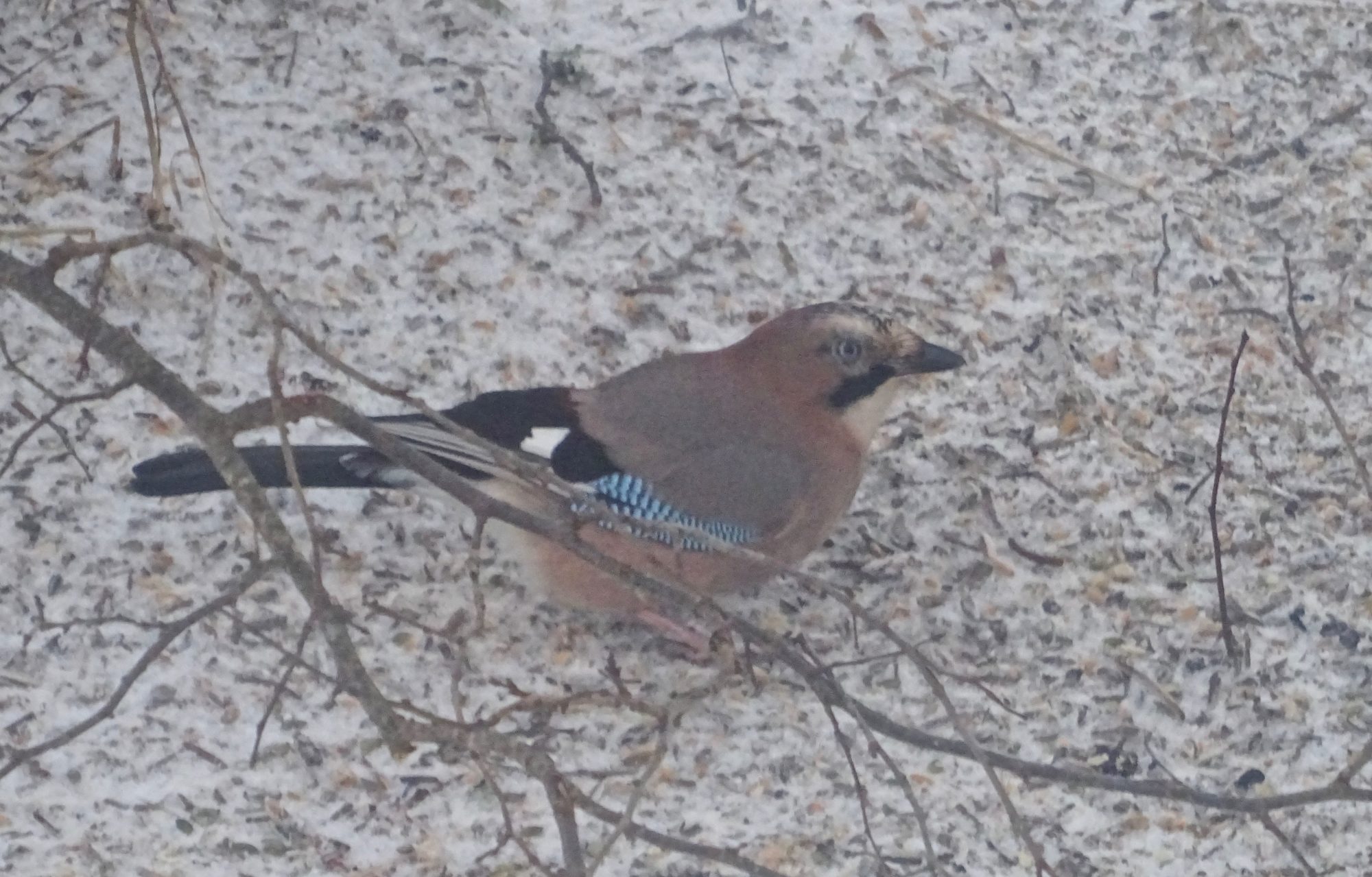 Valokuvaaja: Liisa Niiva-Korpela