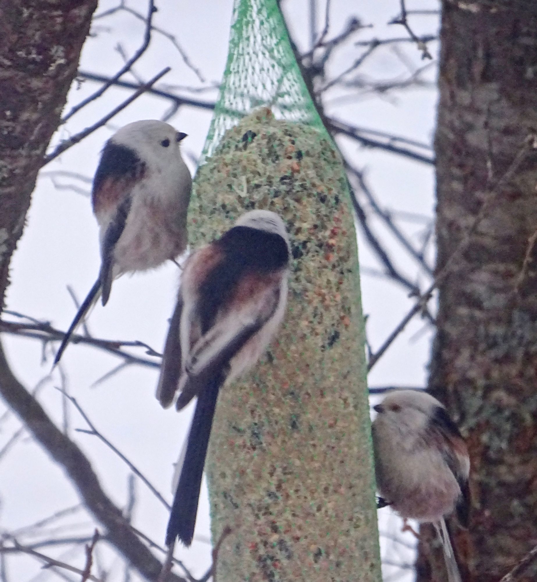 Valokuvaaja: Liisa Niiva-Korpela