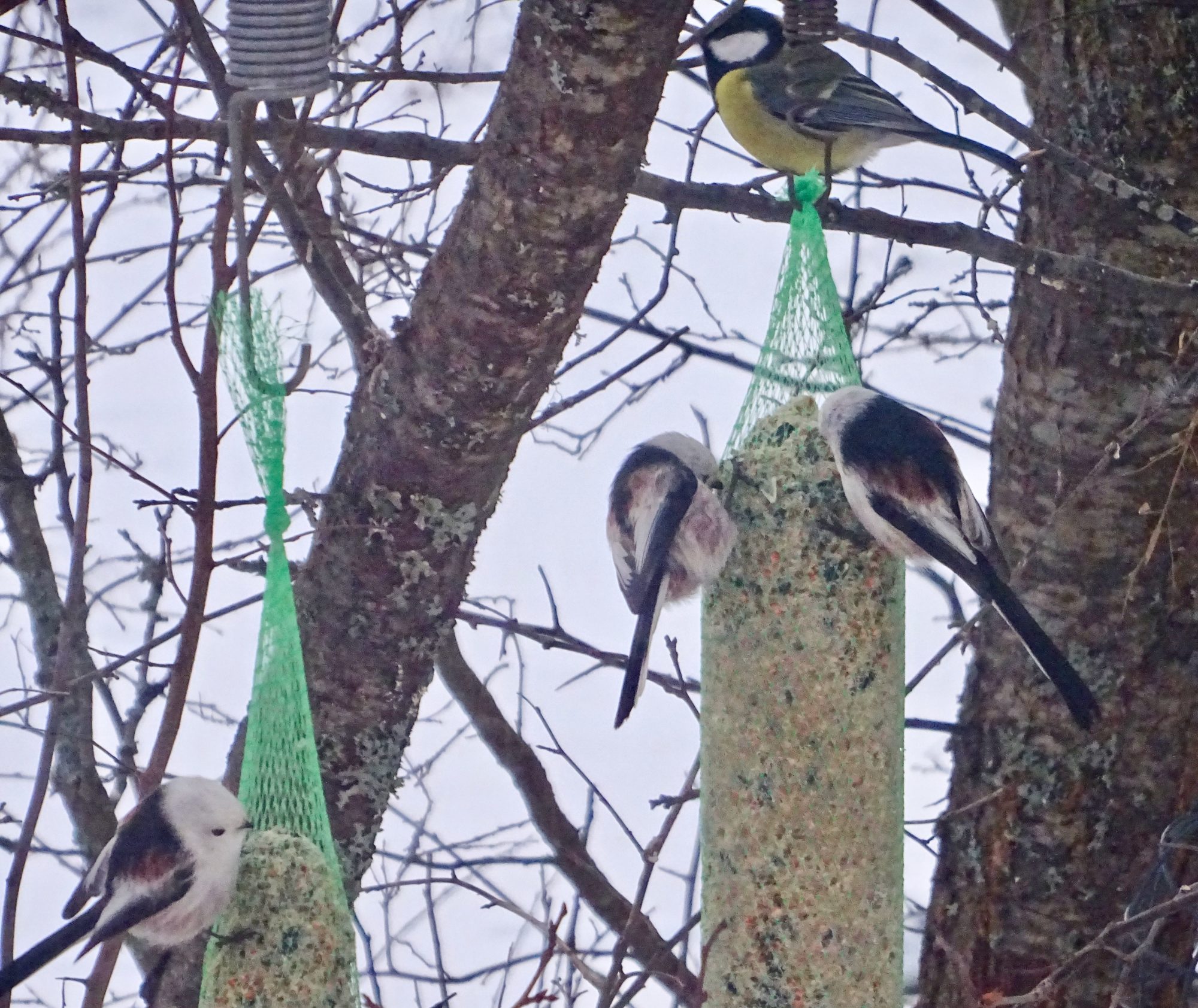 Valokuvaaja: Liisa Niiva-Korpela