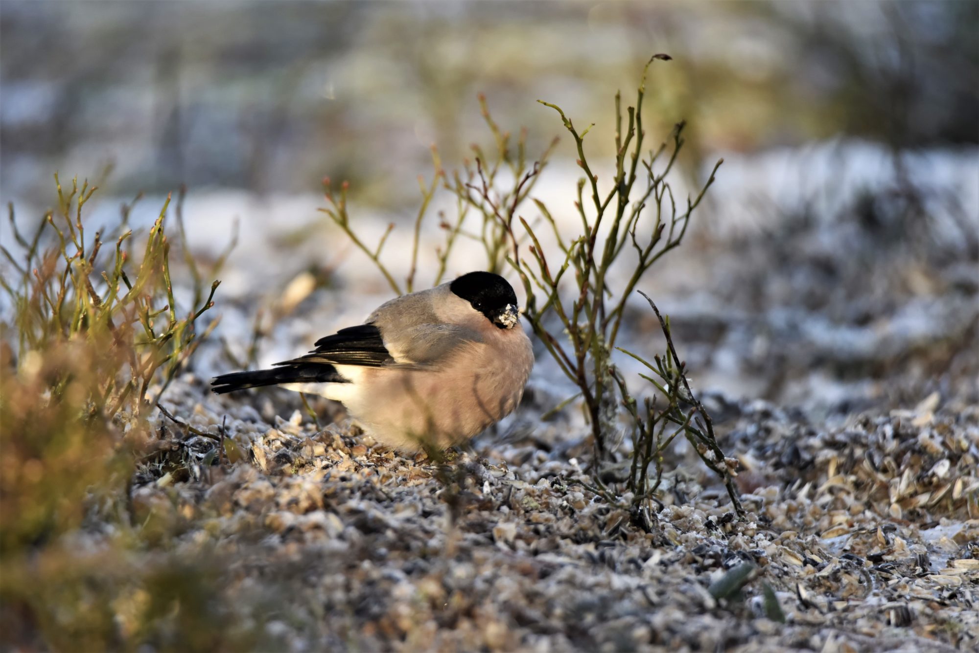 Valokuvaaja: Maarit Siitonen