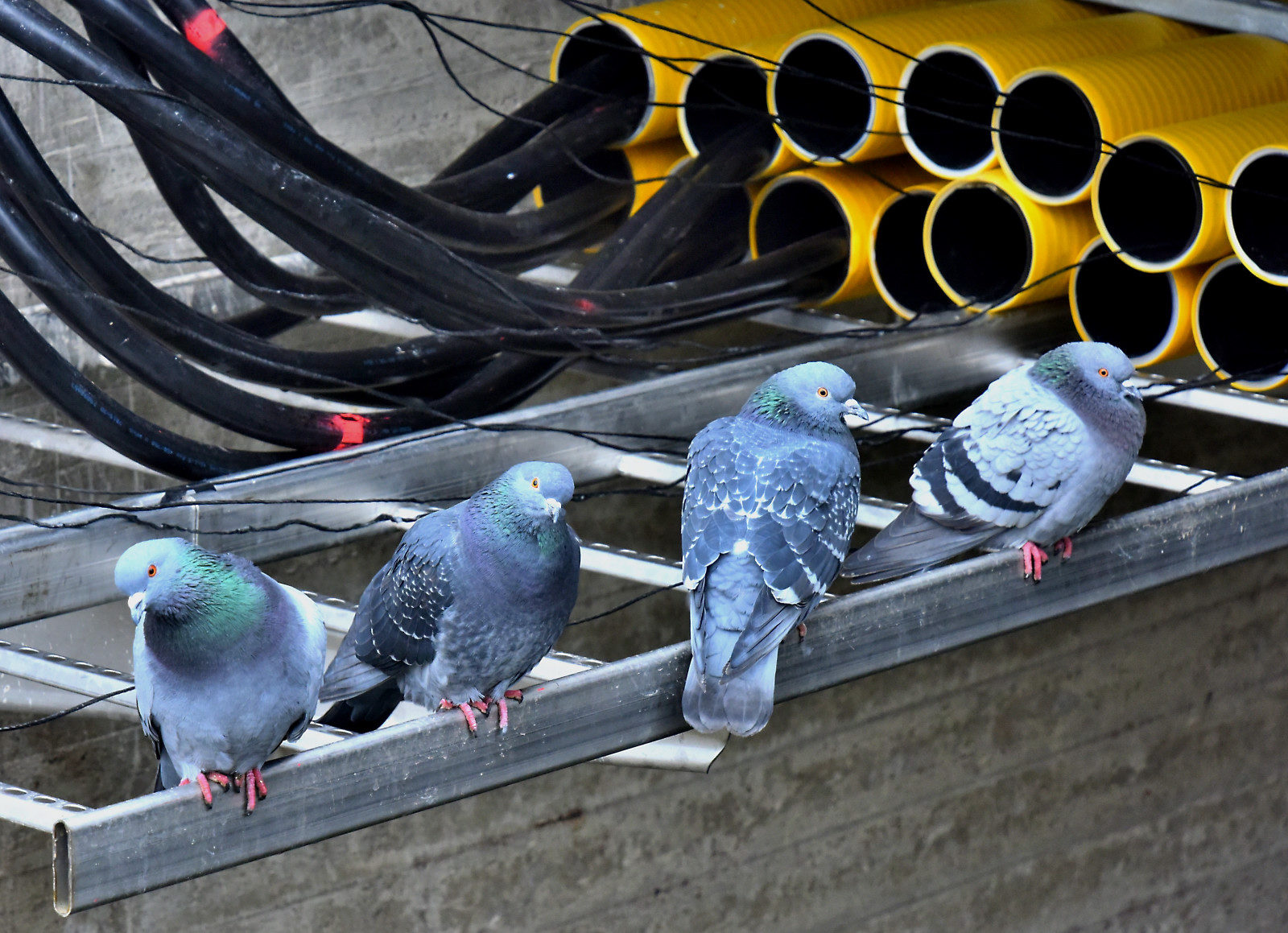 Valokuvaaja: Reijo Juurinen