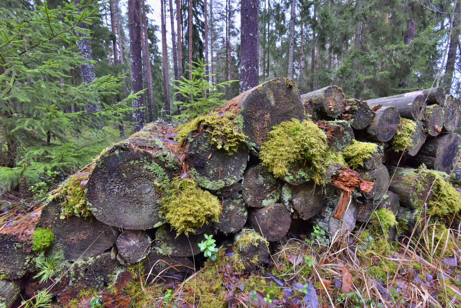 Valokuvaaja: Reijo Juurinen