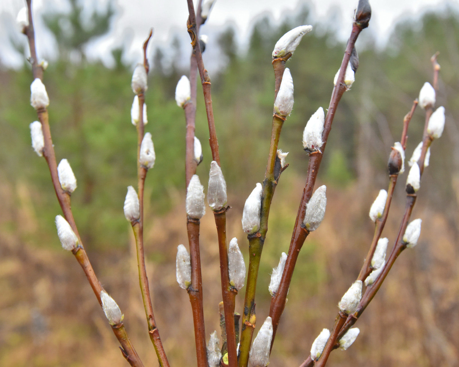 Valokuvaaja: Reijo Juurinen Valokuvaaja: Reijo Juurinen