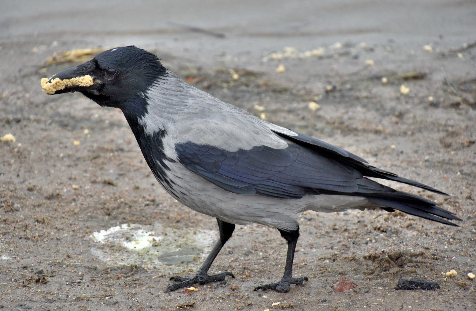Valokuvaaja: Reijo Juurinen