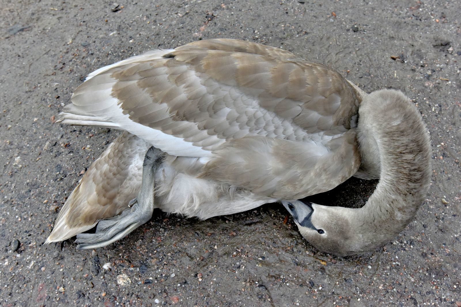 Valokuvaaja: Reijo Juurinen