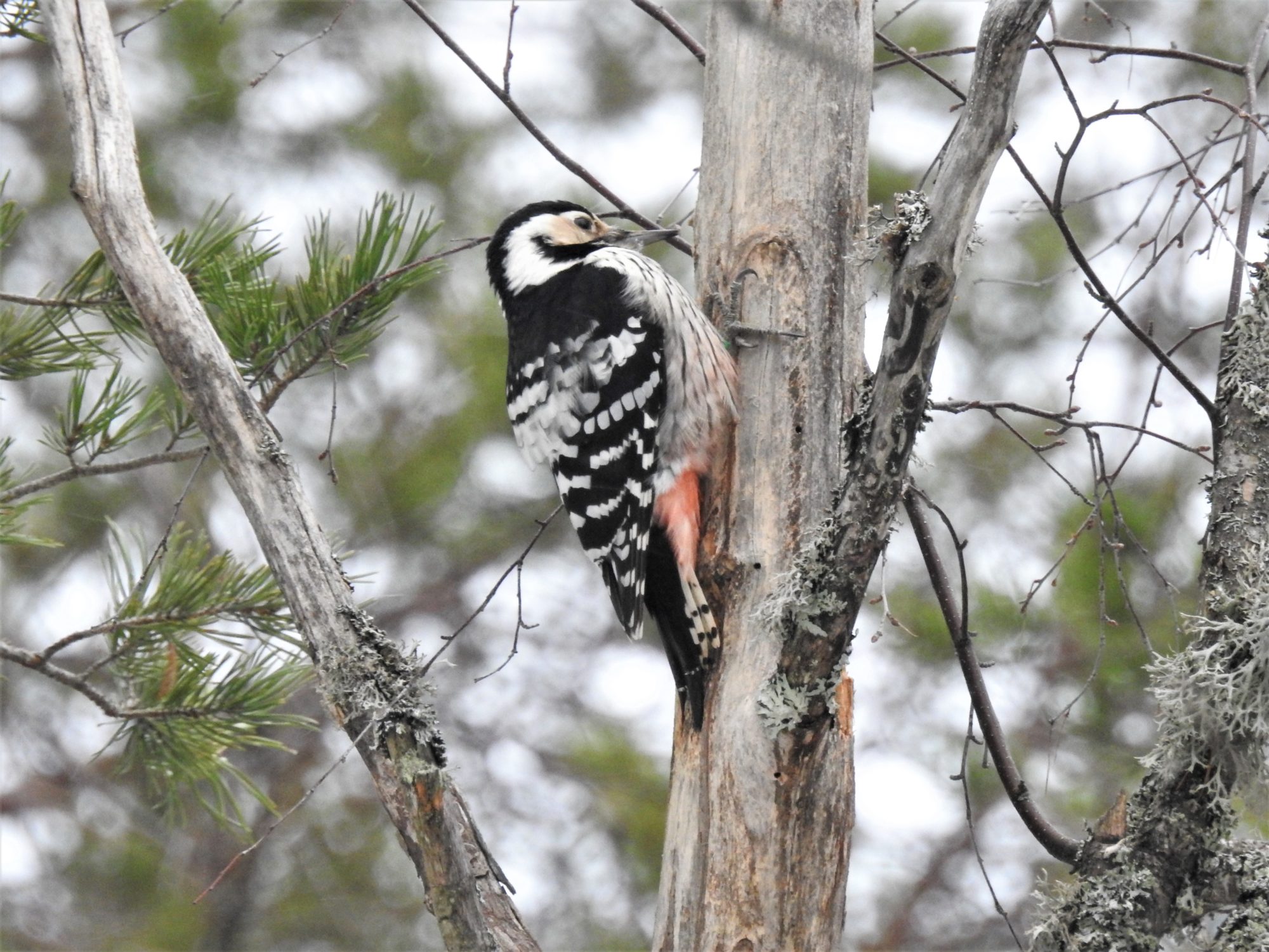 Valokuvaaja: Maarit Siitonen Valokuvaaja: Maarit Siitonen