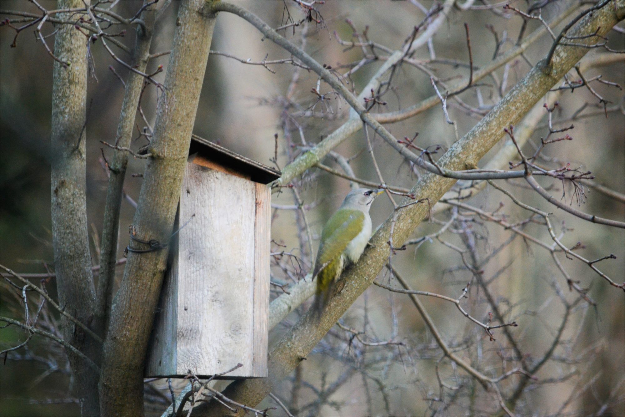 Valokuvaaja: satu välimaa