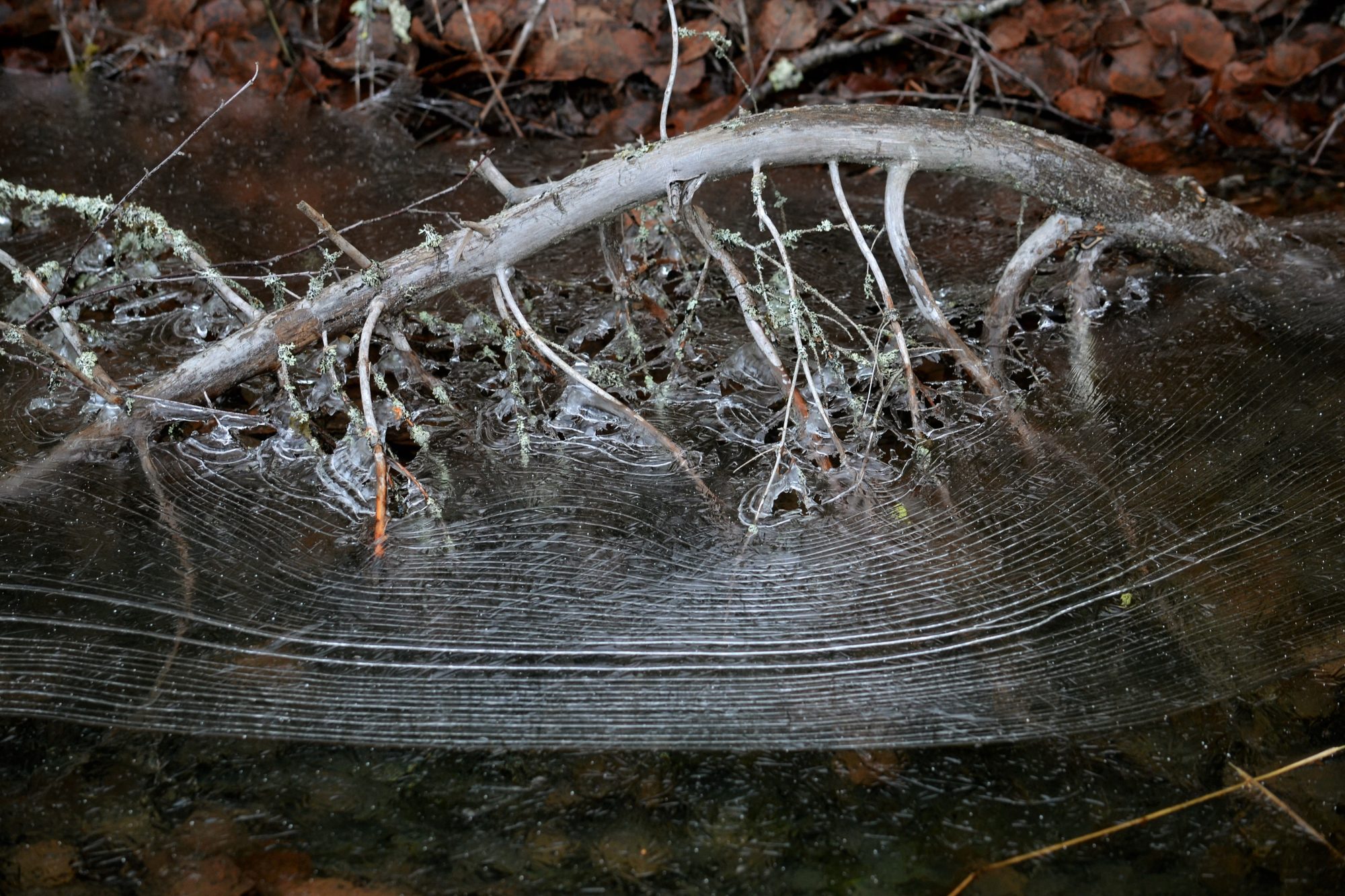 Valokuvaaja: satu välimaa