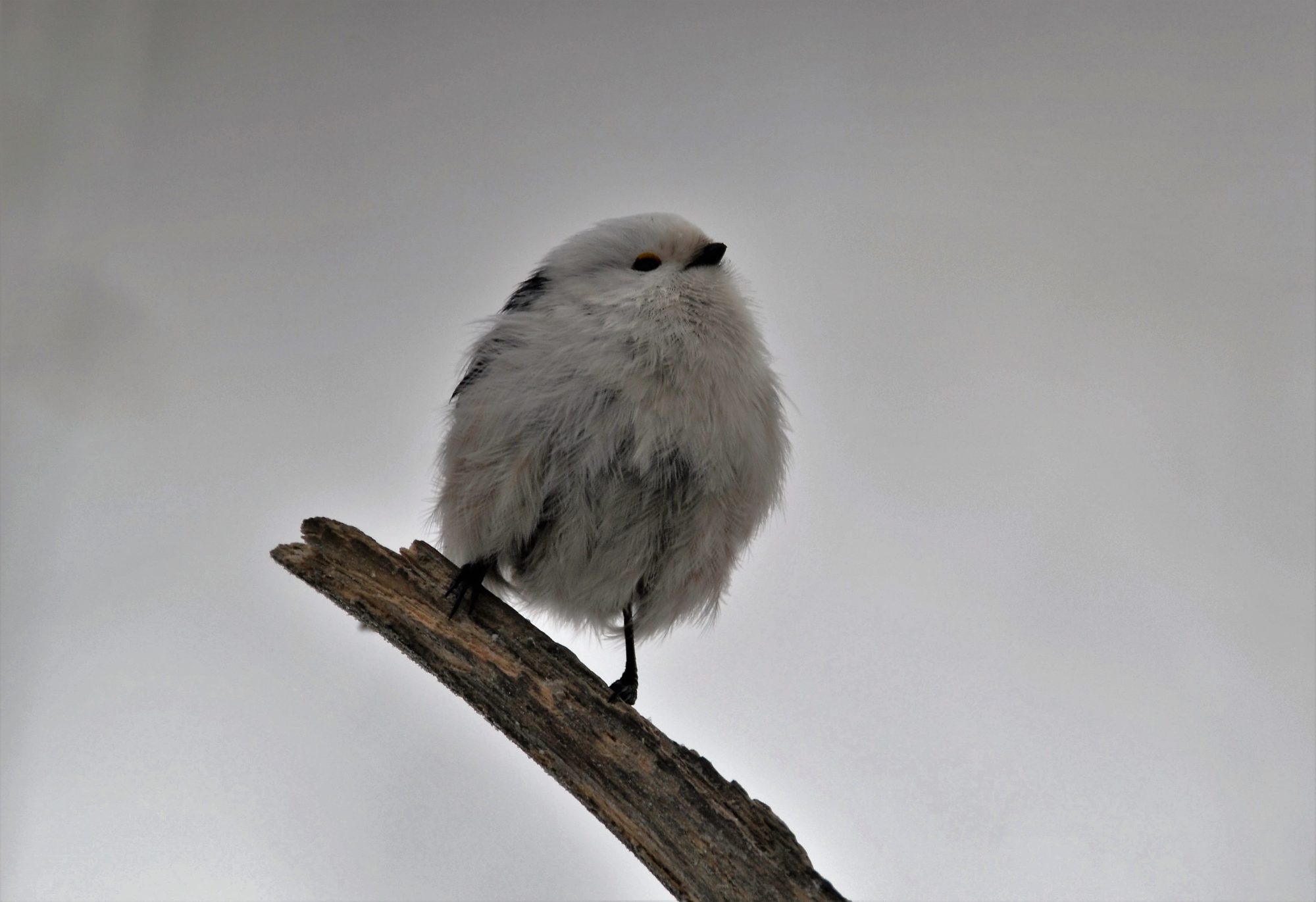 Valokuvaaja: satu välimaa