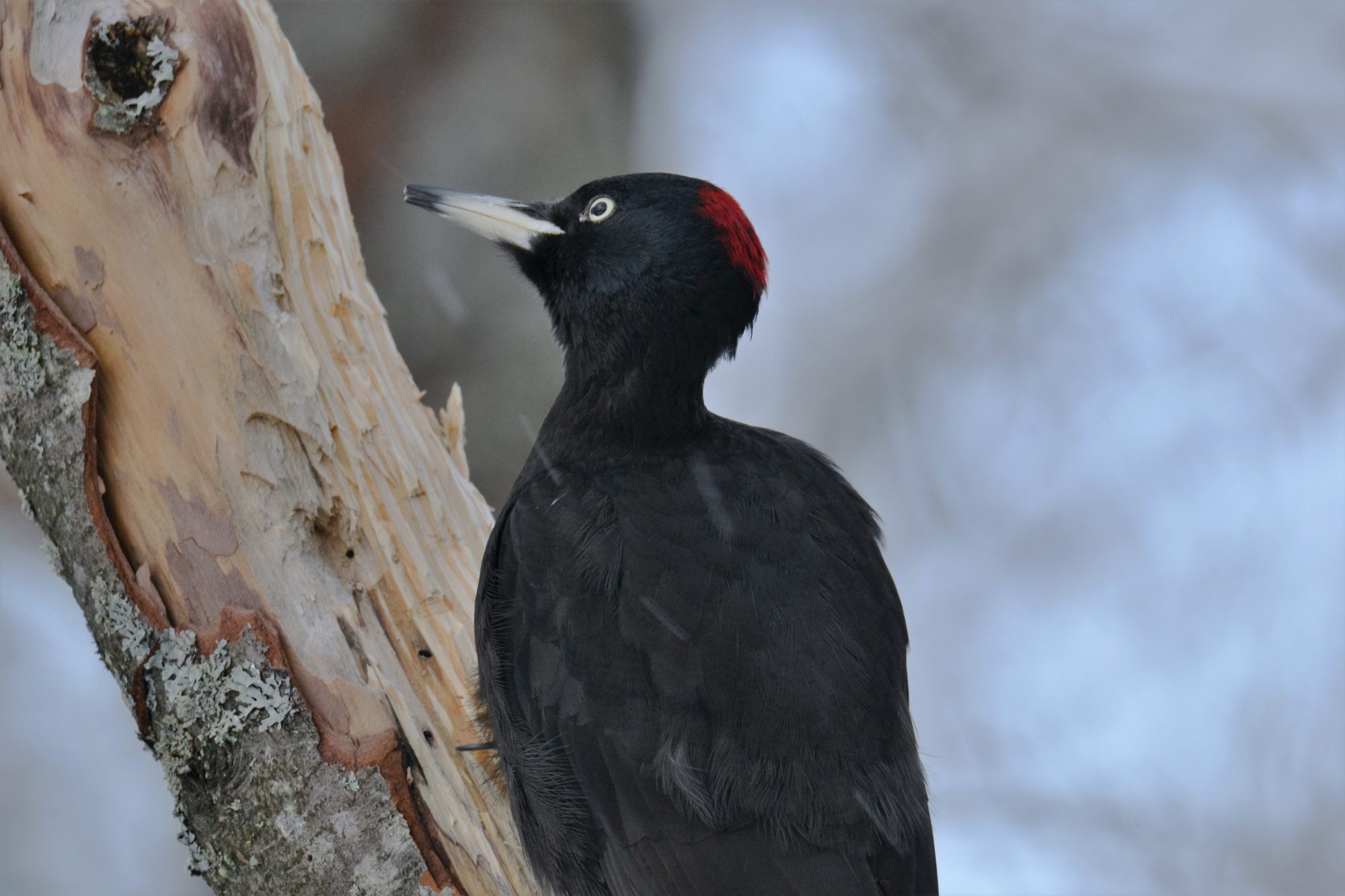 Valokuvaaja: satu välimaa