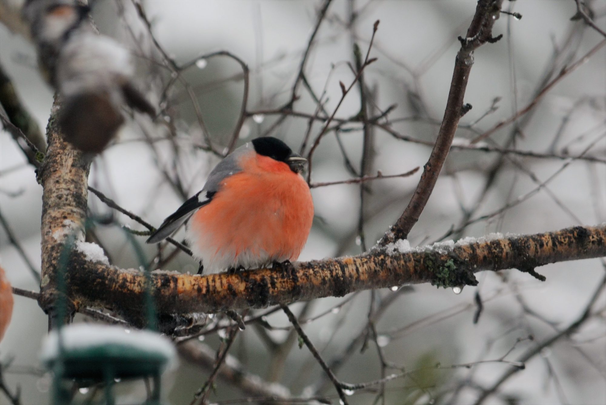 Valokuvaaja: satu välimaa