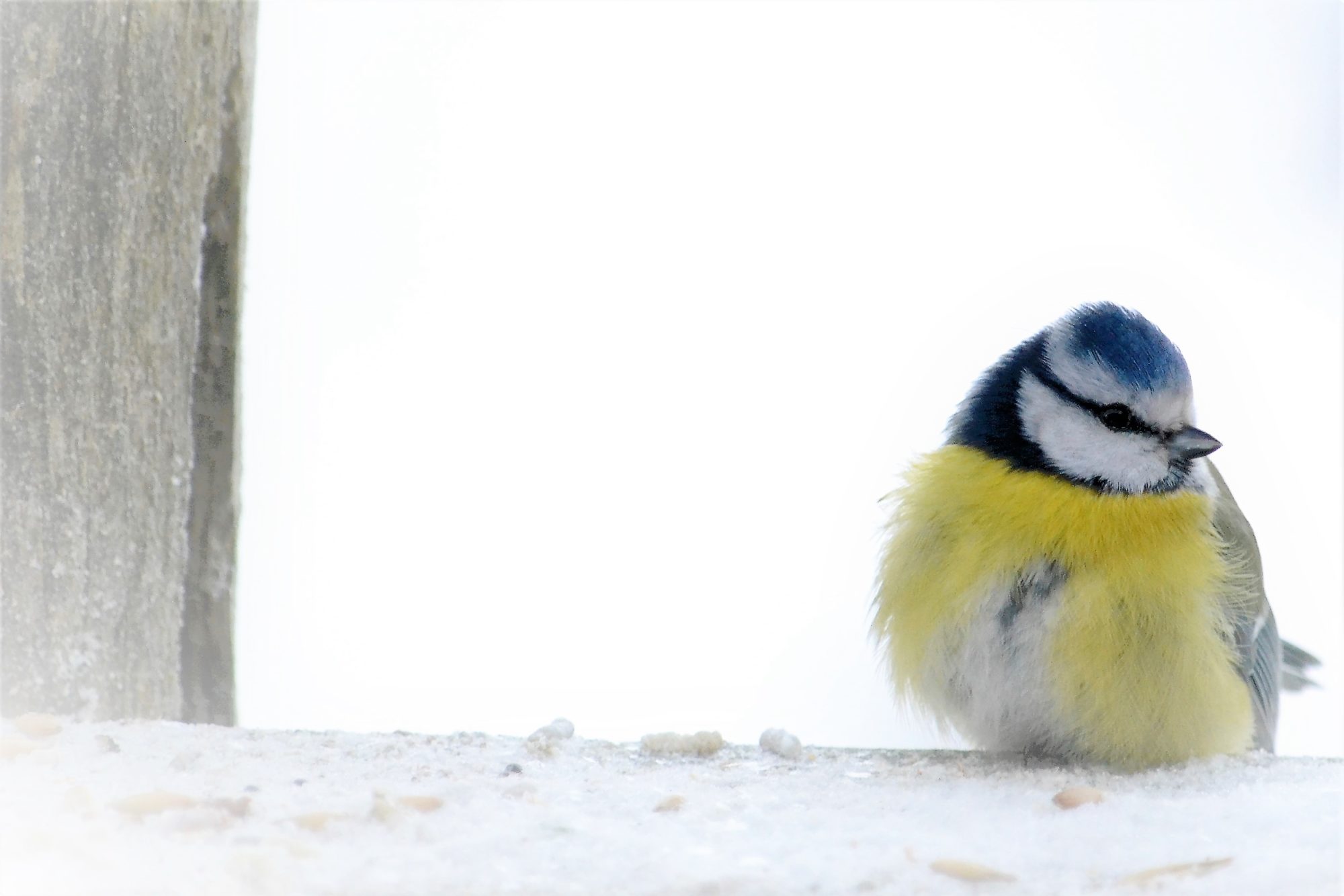 Valokuvaaja: satu välimaa