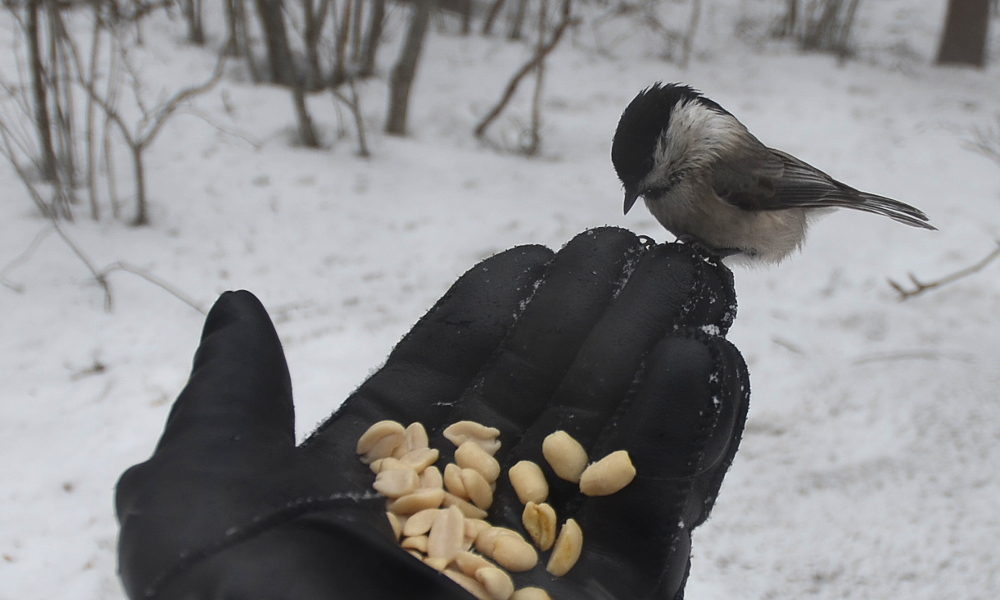 Valokuvaaja: Jouko Varonen
