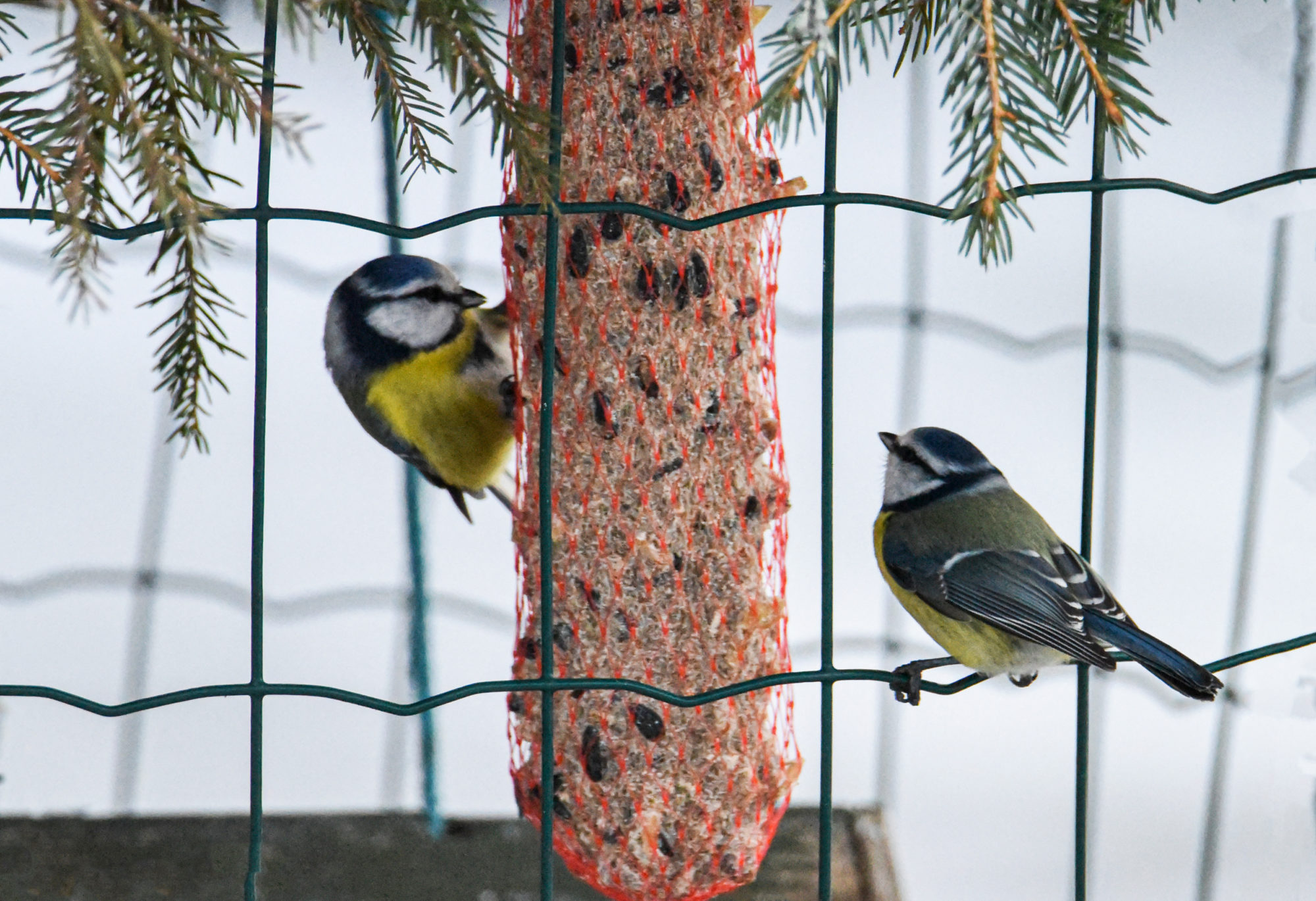 Valokuvaaja: Maija Savolainen