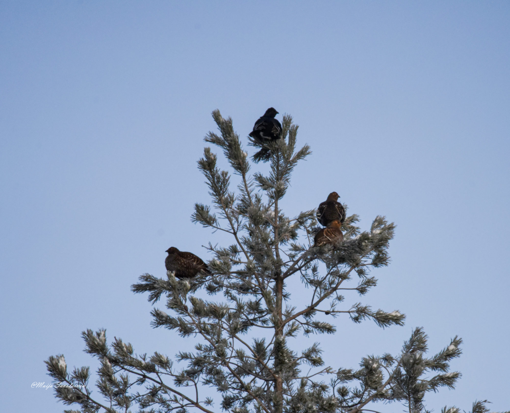 Valokuvaaja: Maija Savolainen