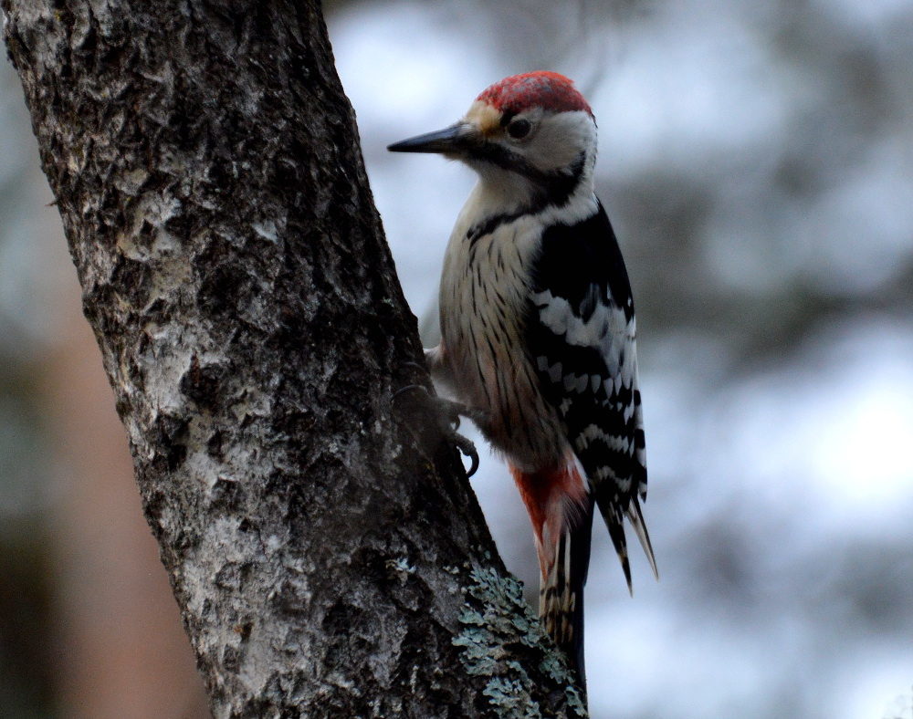 Valokuvaaja: Elisabet Varonen Valokuvaaja: Elisabet Varonen