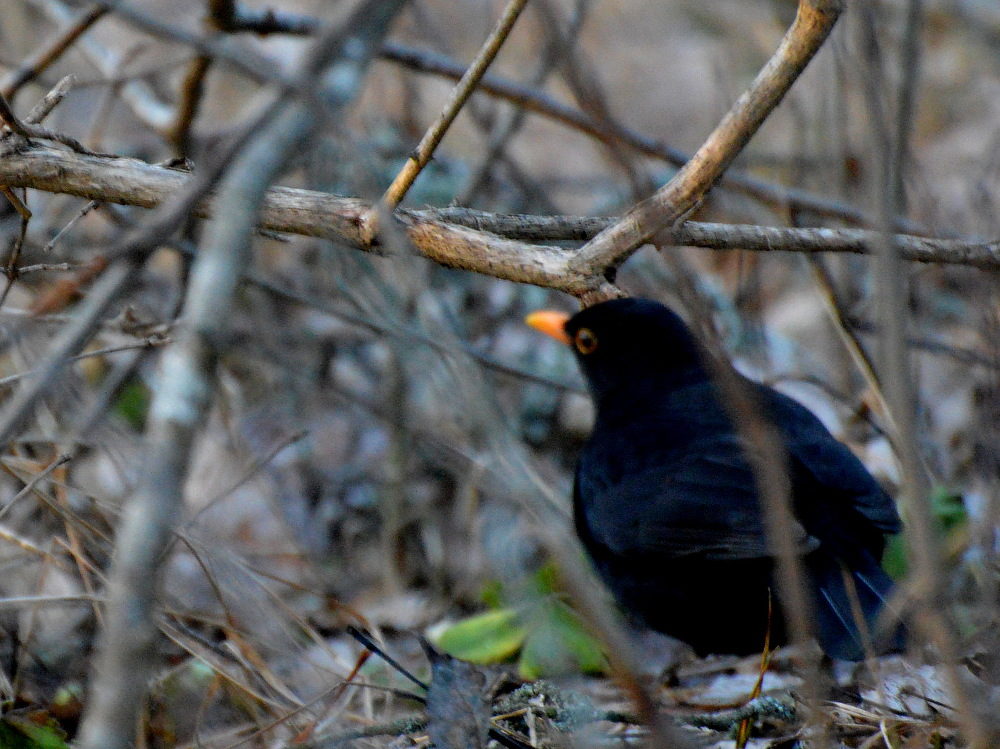 Valokuvaaja: Elisabet Varonen