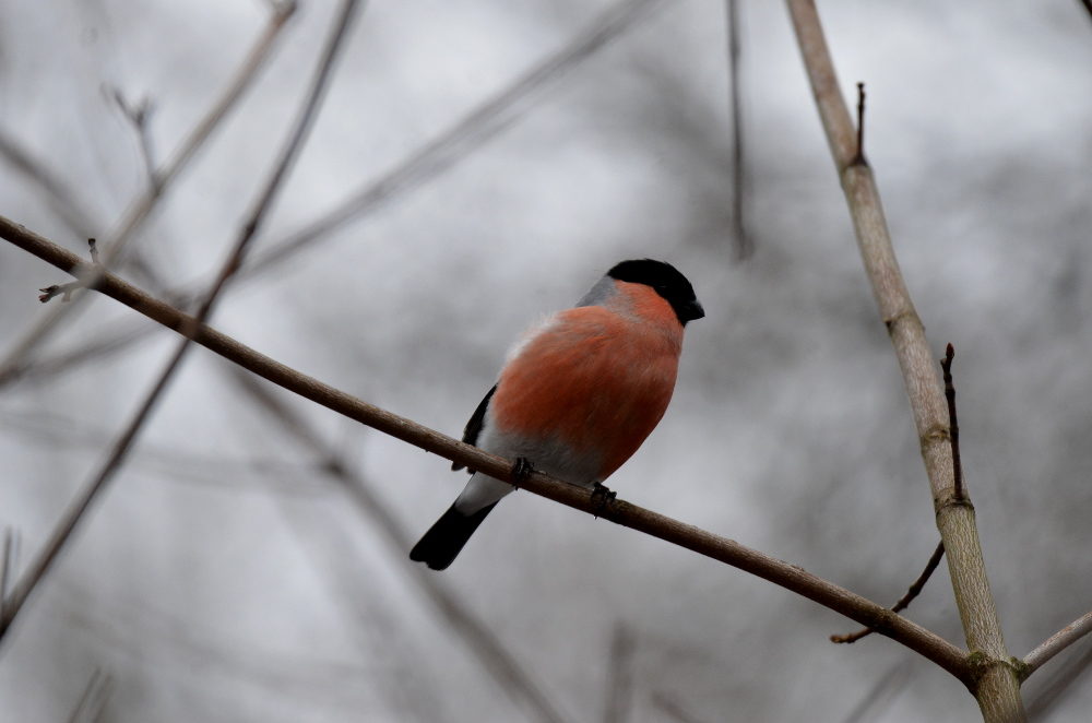 Valokuvaaja: Elisabet Varonen Valokuvaaja: Elisabet Varonen