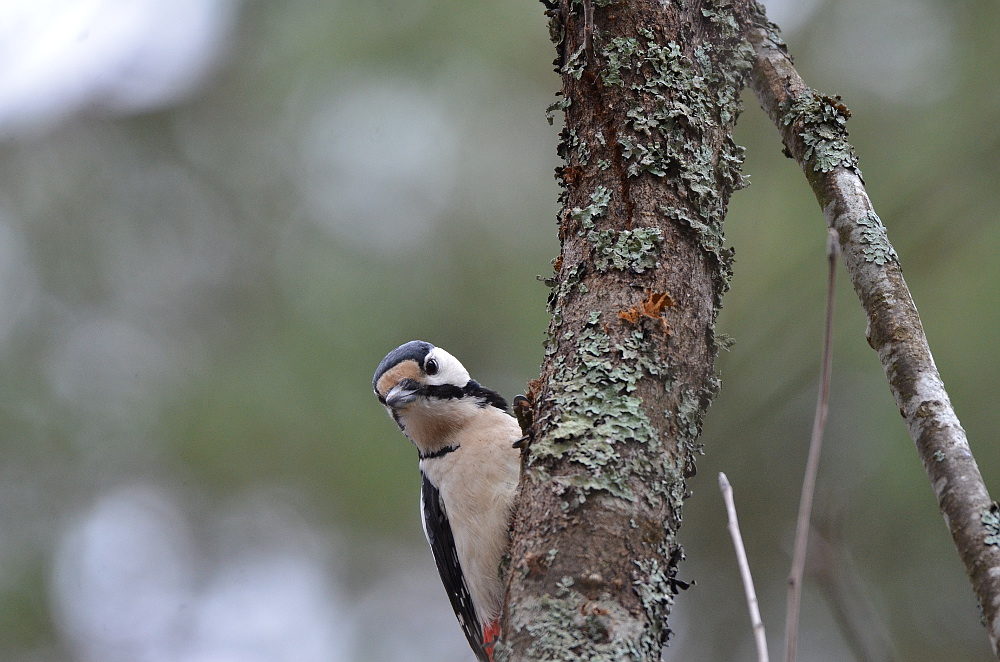 Valokuvaaja: Jouko Varonen Valokuvaaja: Jouko Varonen