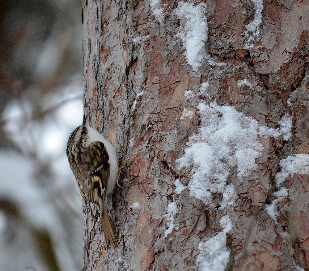 Valokuvaaja: Jouko Varonen