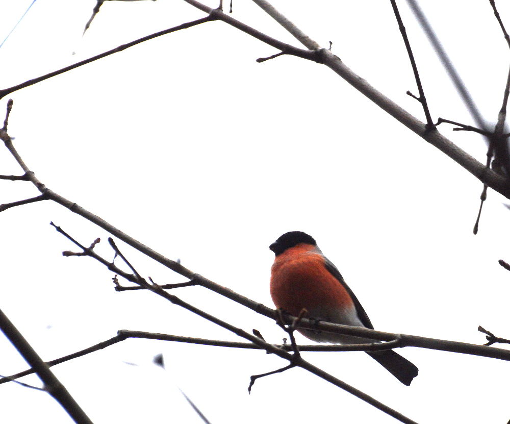 Valokuvaaja: Elisabet Varonen