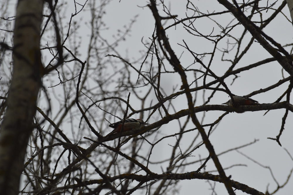 Valokuvaaja: Elisabet Varonen