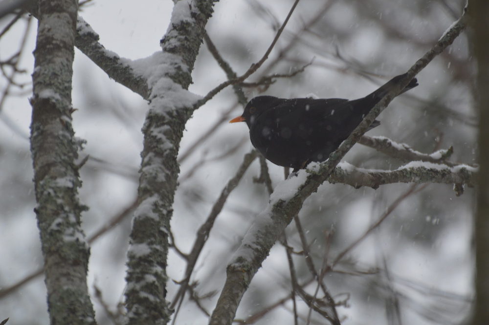 Valokuvaaja: Elisabet Varonen