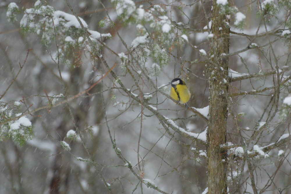 Valokuvaaja: Elisabet Varonen