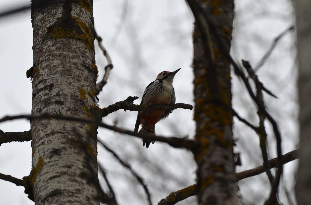 Valokuvaaja: Jouko Varonen