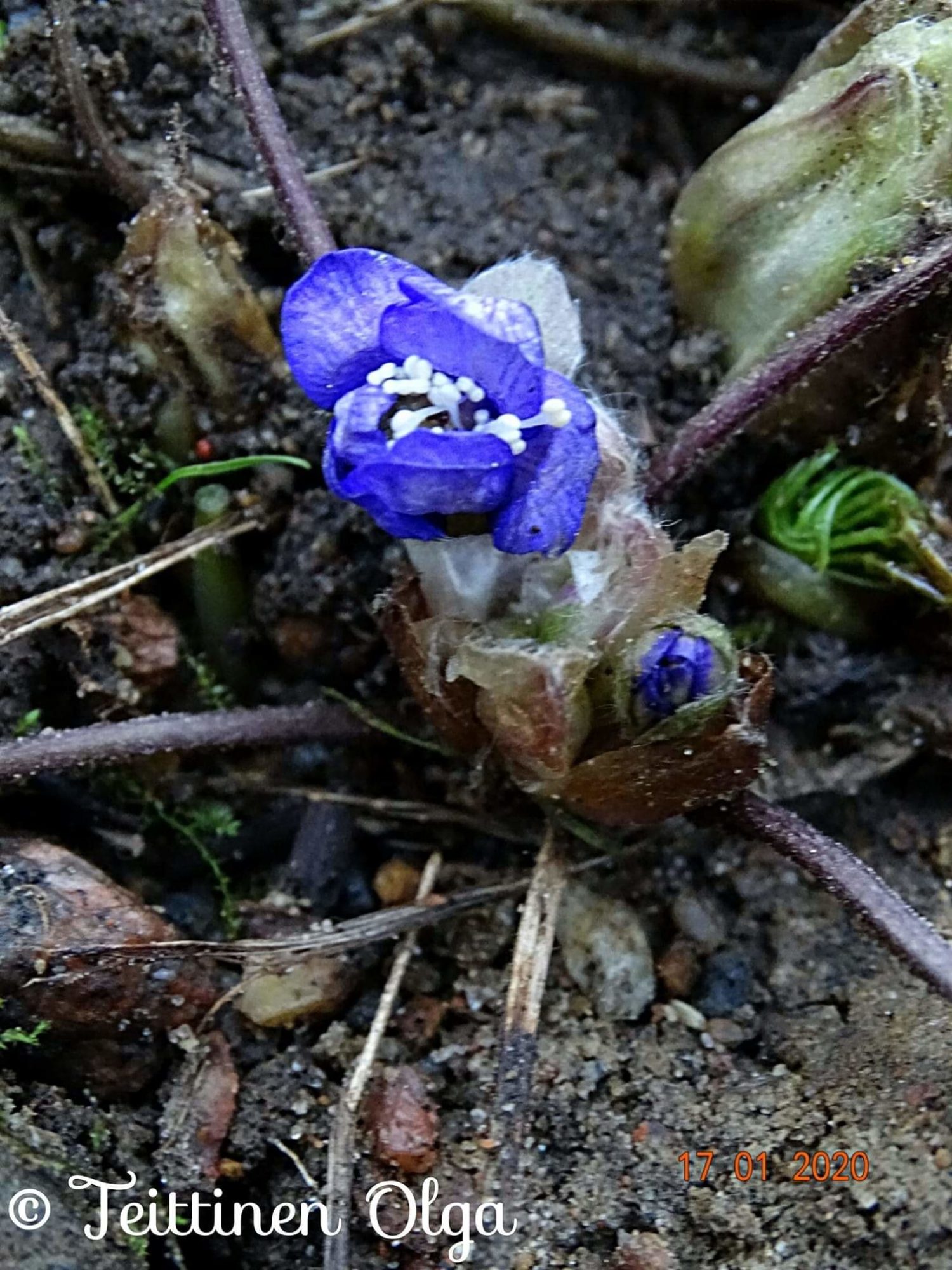 Valokuvaaja: Olga Teittinen