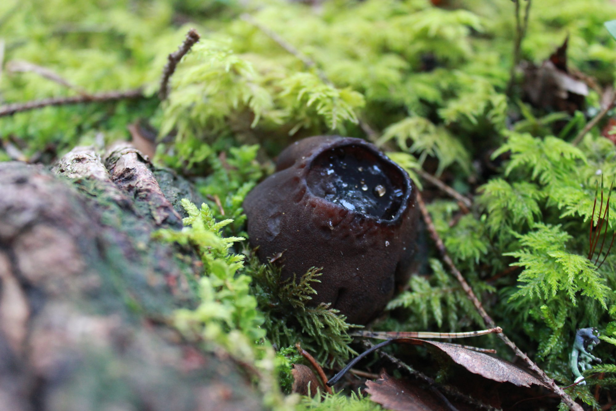 Valokuvaaja: Antti Junninen