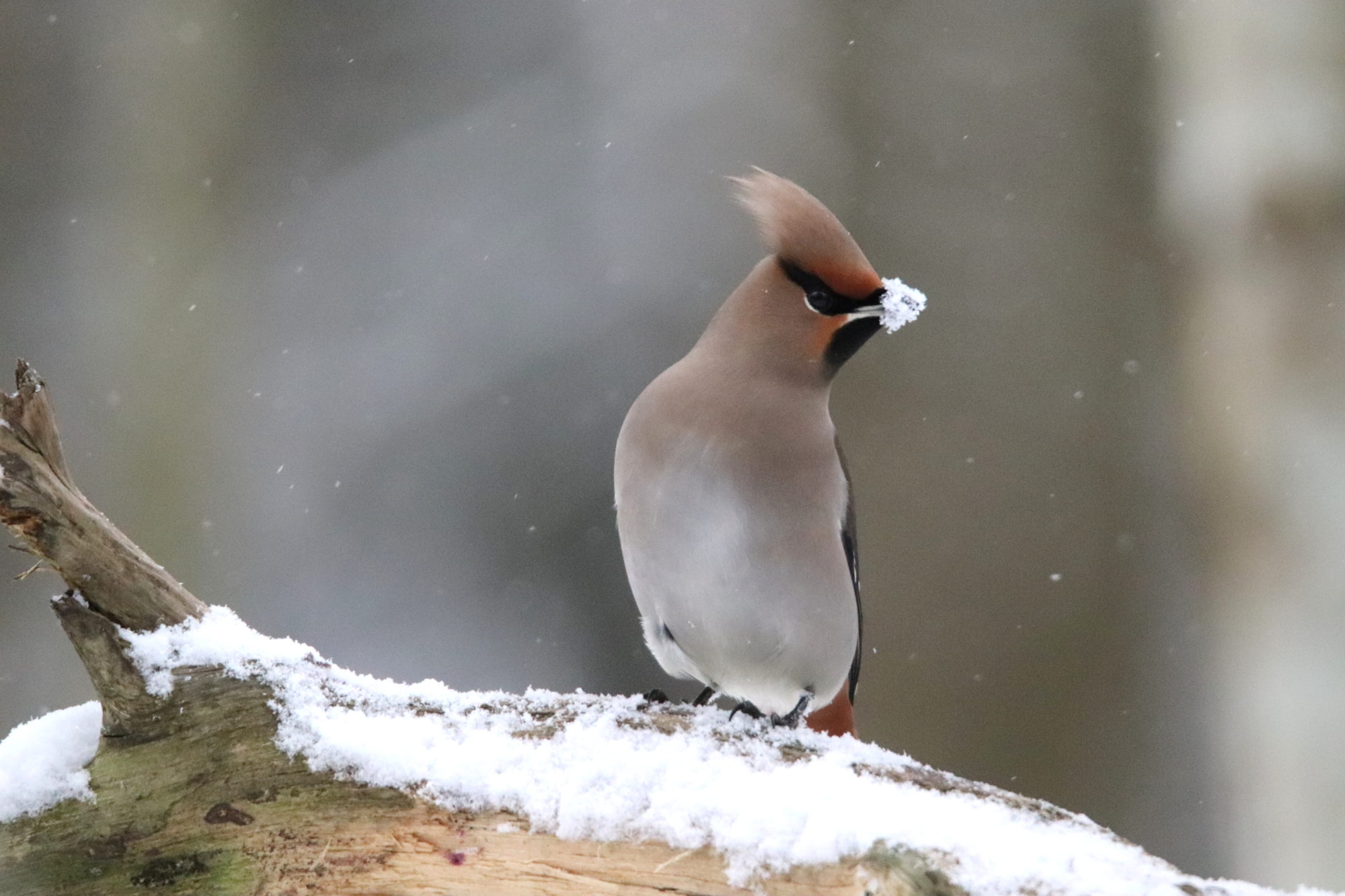 Valokuvaaja: Irja Lehtinen