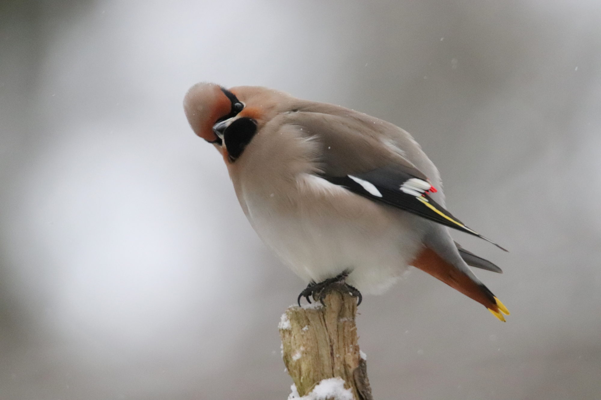 Valokuvaaja: Irja Lehtinen