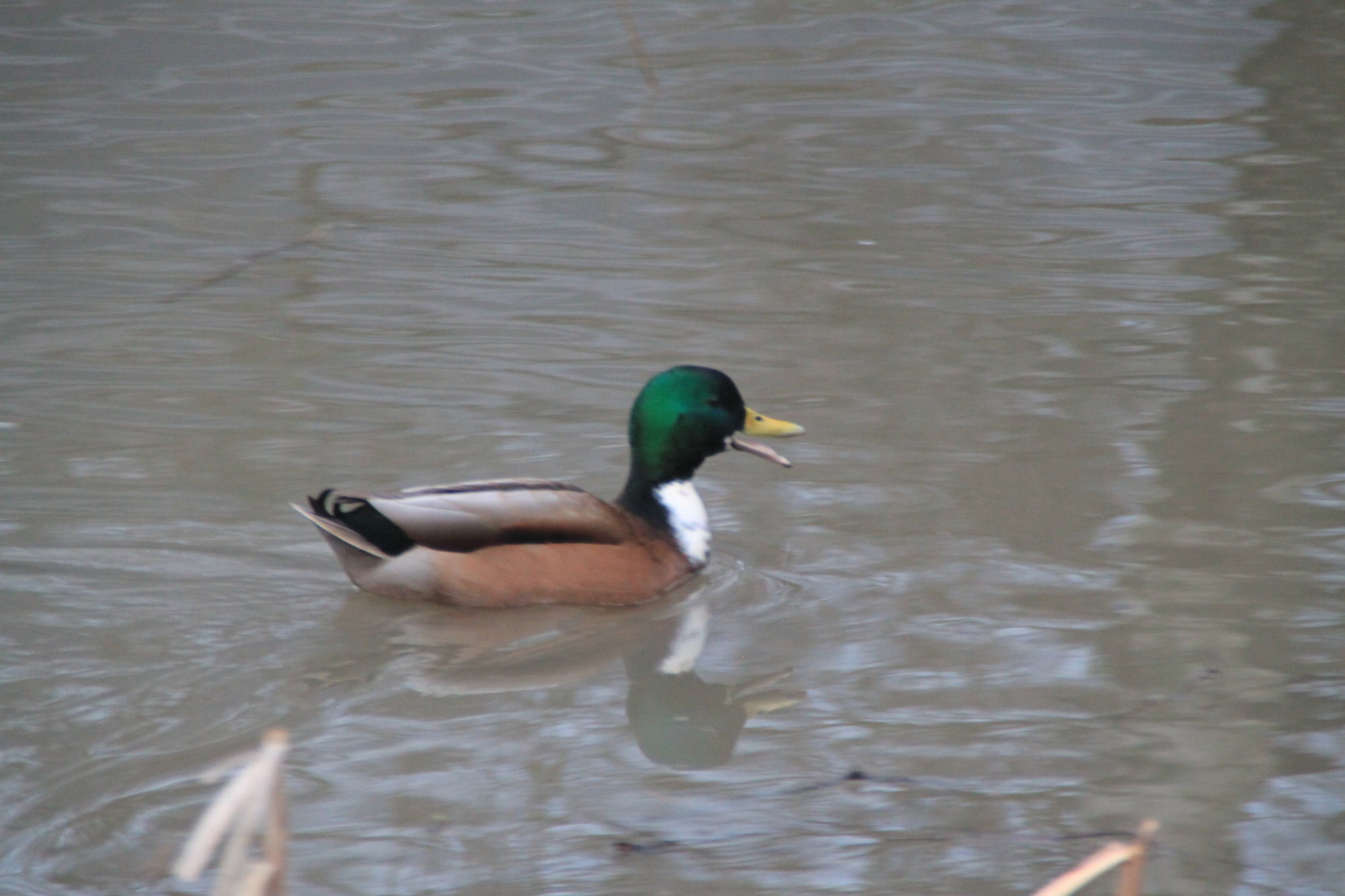 Valokuvaaja: Timo Repo